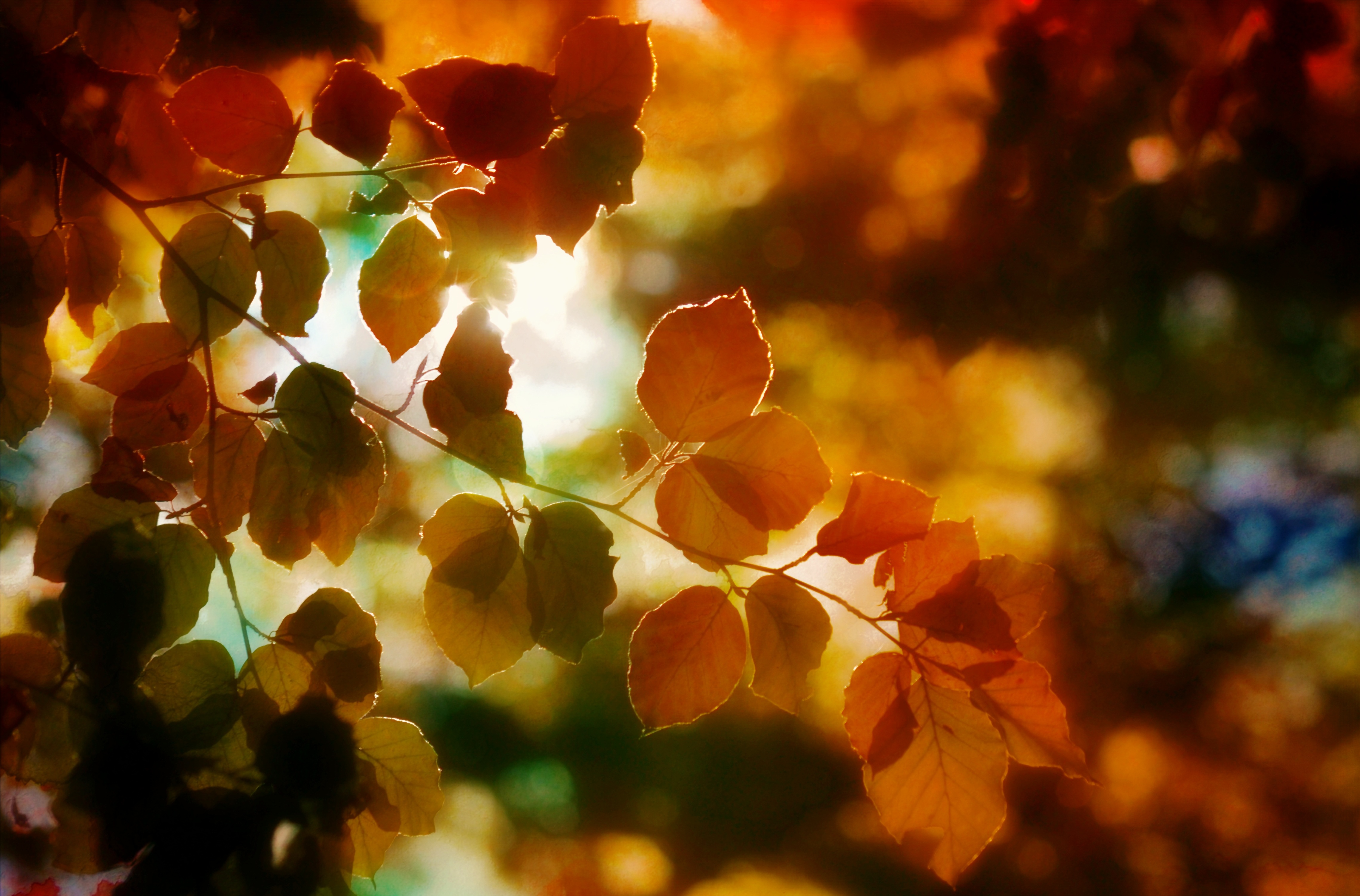 Wallpapers autumn autumn mood sun light on the desktop
