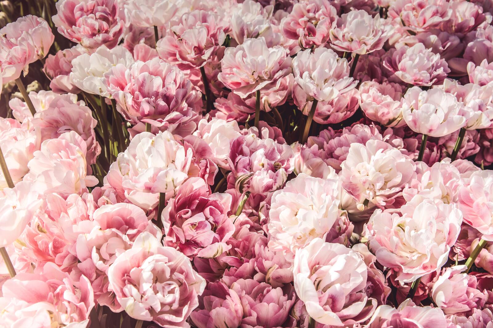 Обои цветы много розовые на рабочий стол