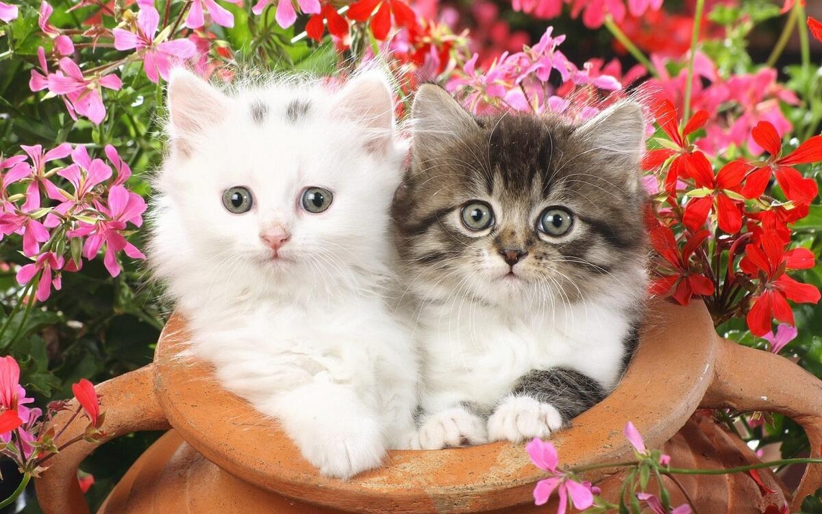Два пушистых маленьких котенка