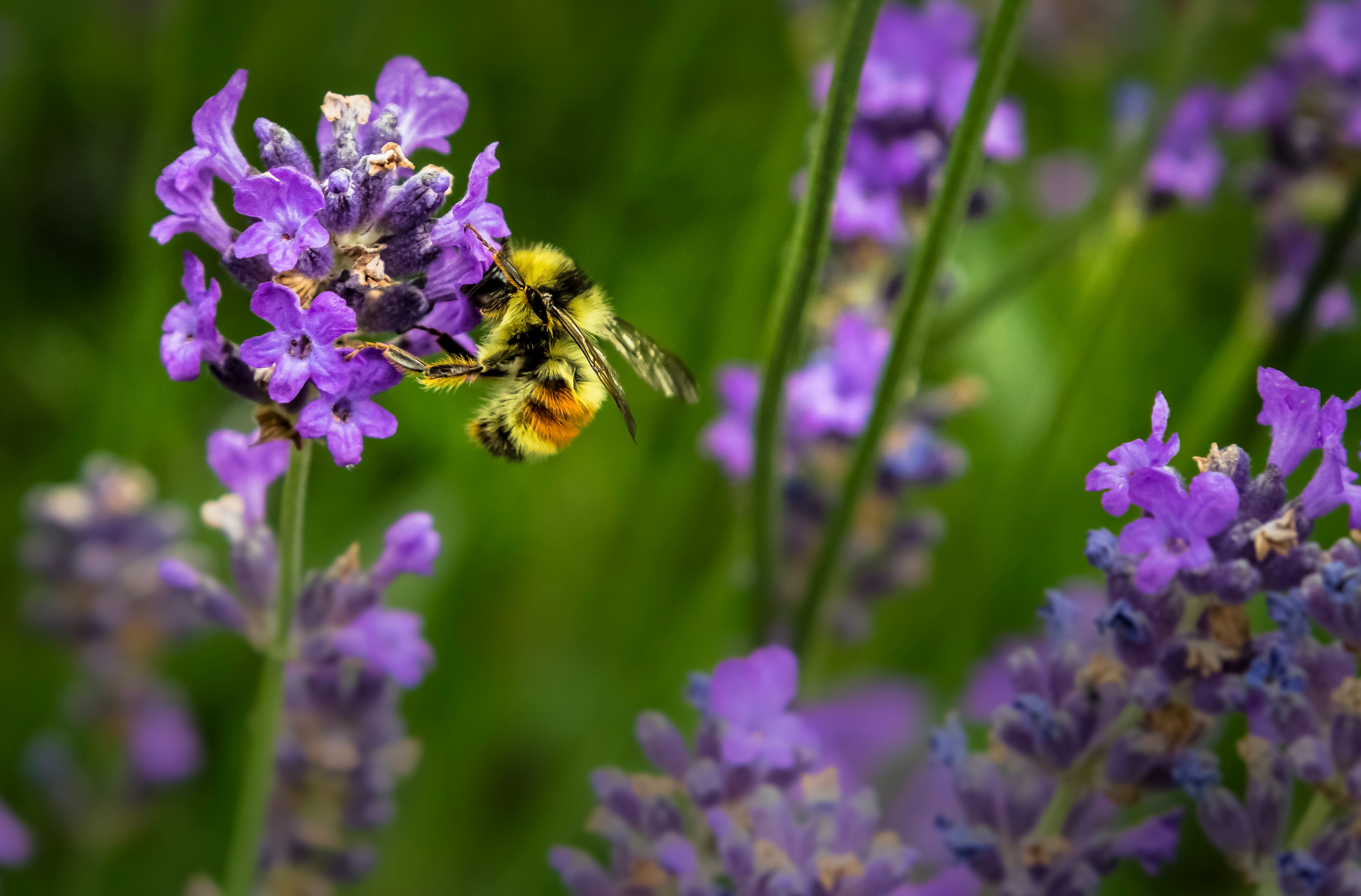 Photo free bee, nature, botany