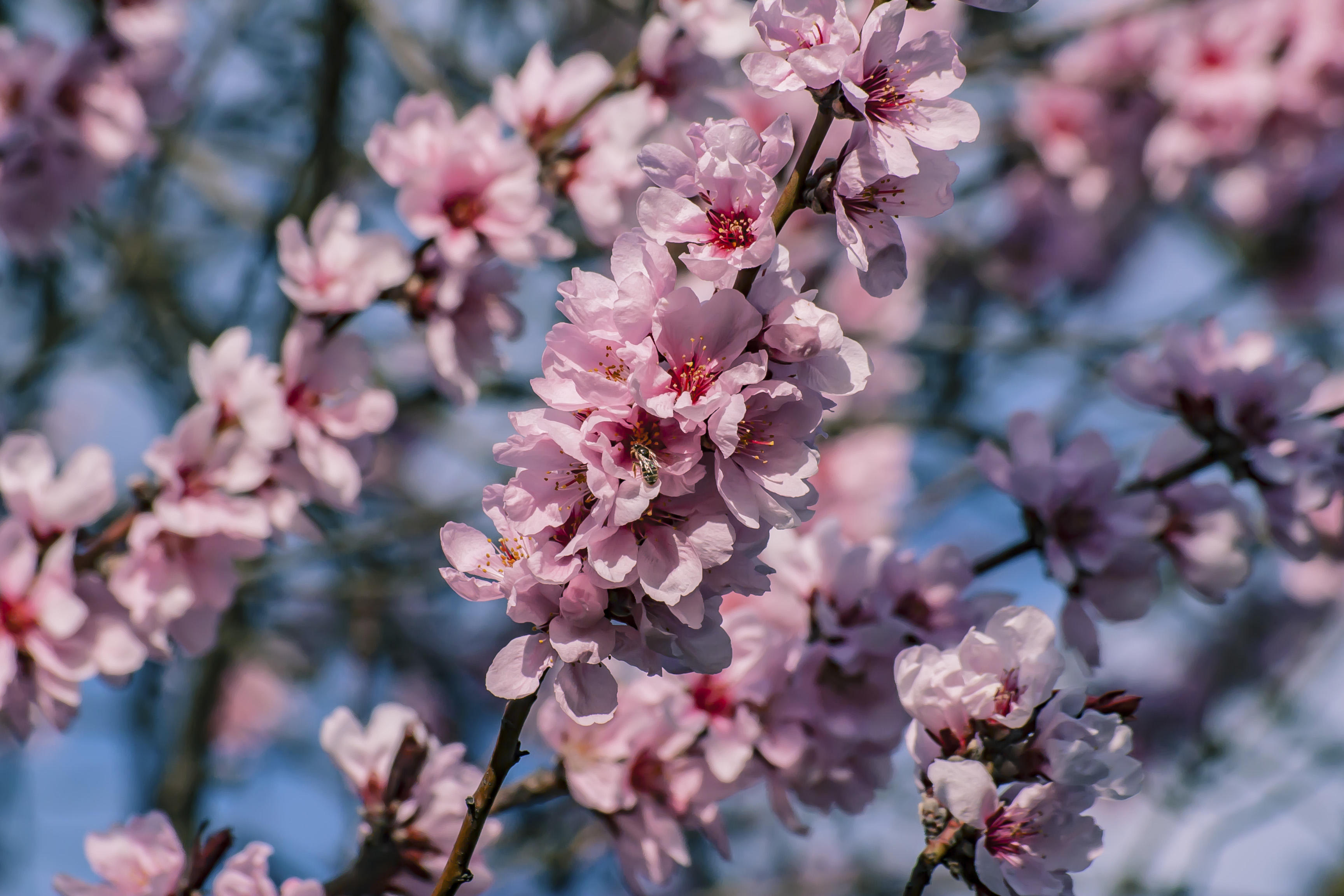 Обои Цветущая вишня сакура цветение на рабочий стол