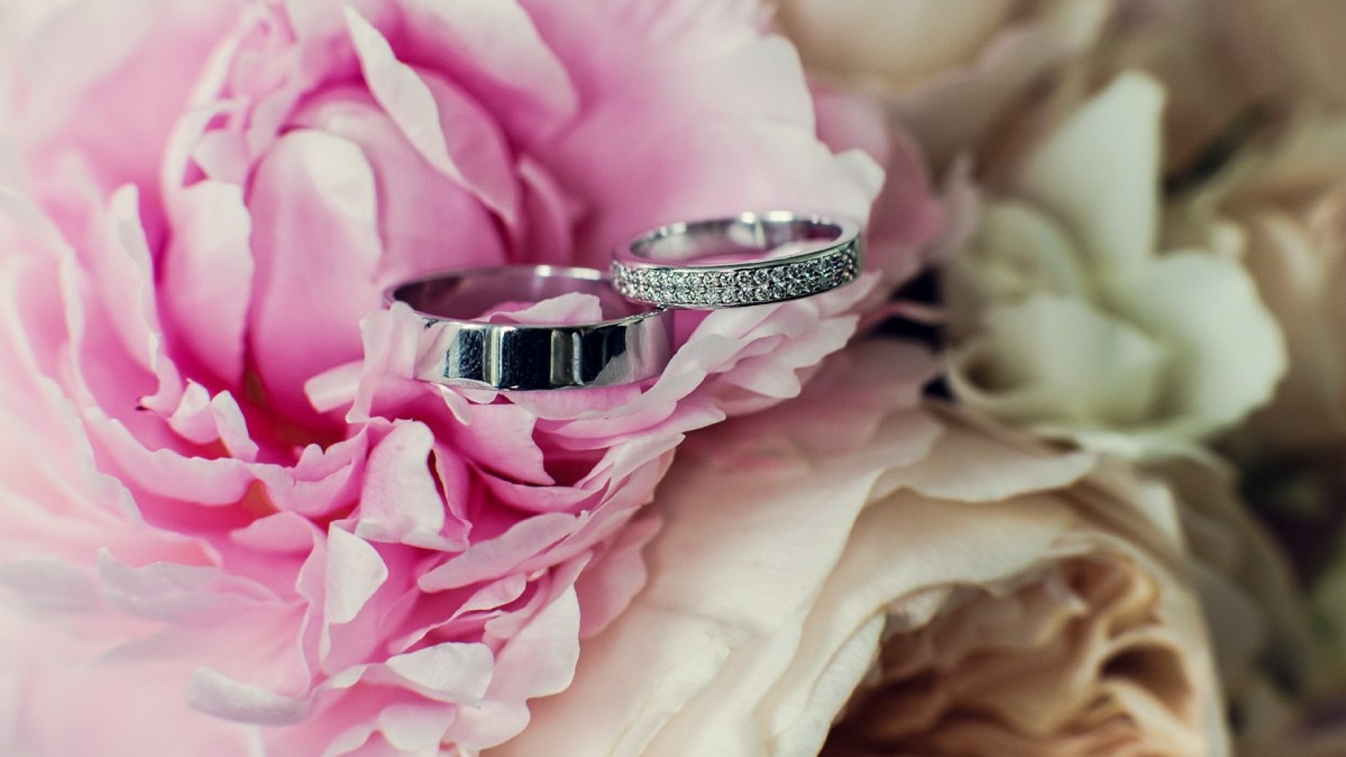 Photo free wedding, rings, flower