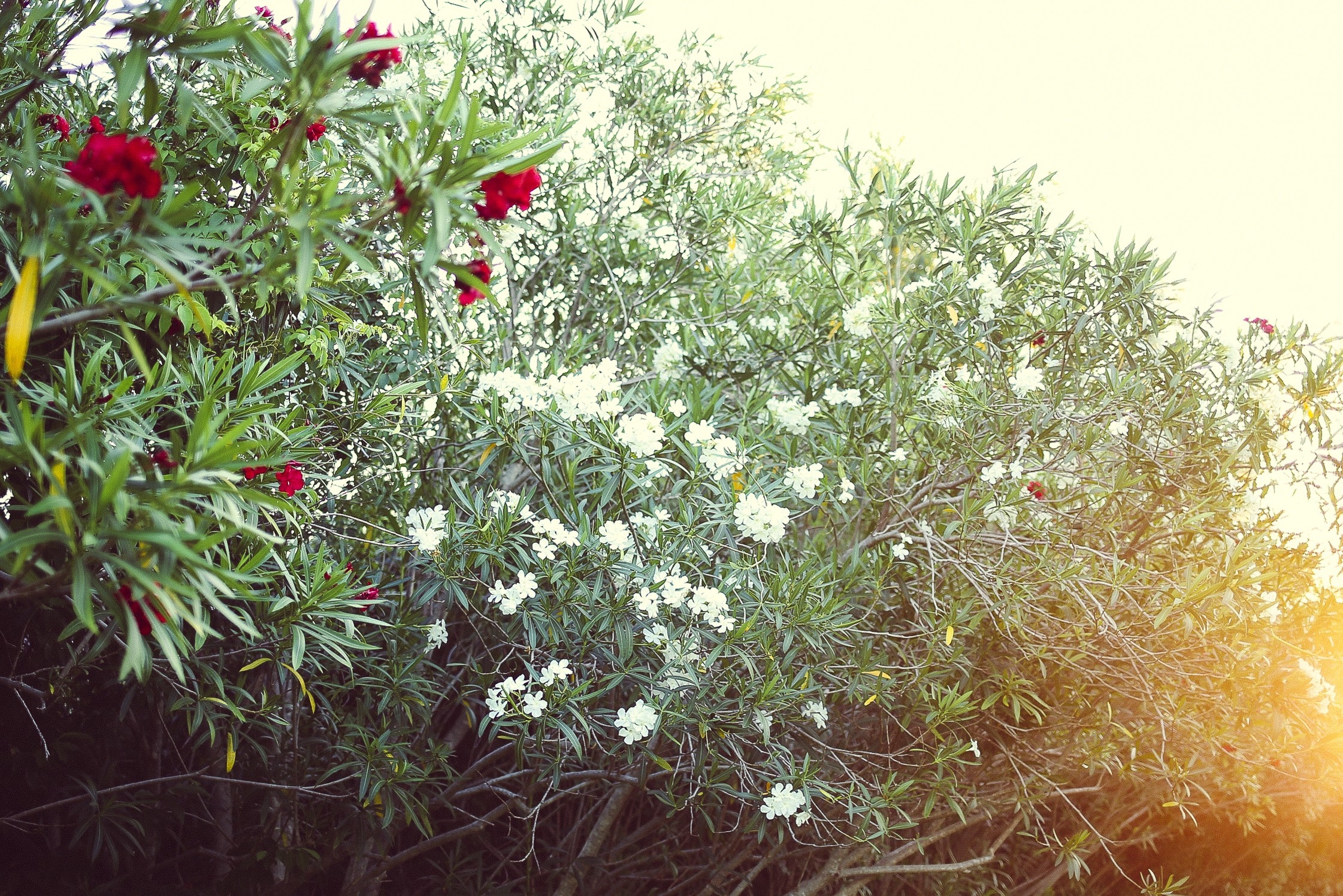 Фото бесплатно обои цветы, кусты, растения