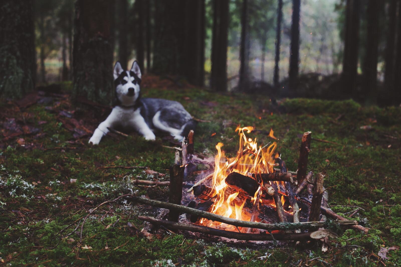 Wallpapers forest dog fireplace on the desktop