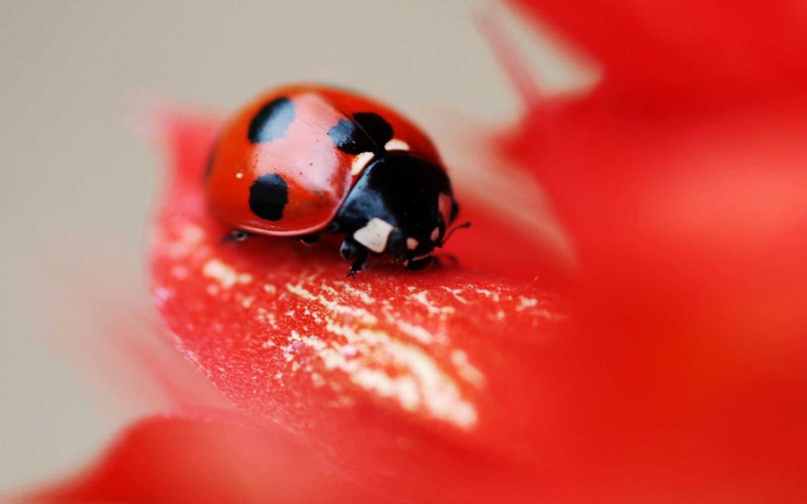 Wallpapers ladybug artistic macro on the desktop