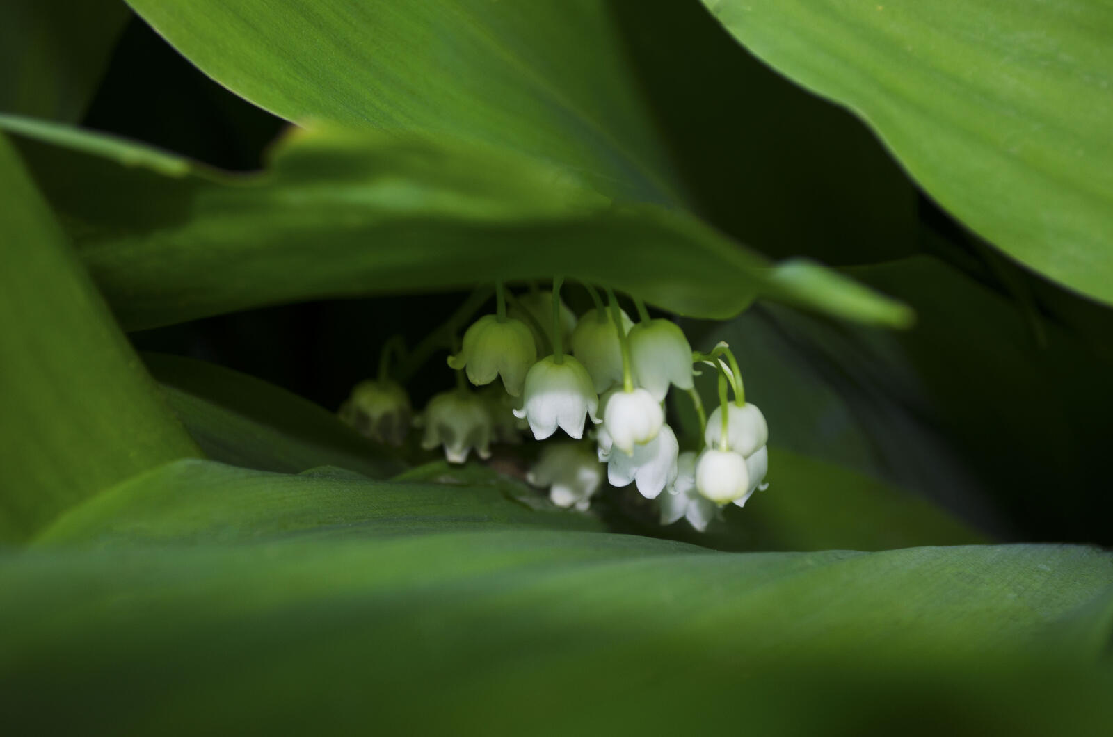 Free photo Lily of the valley