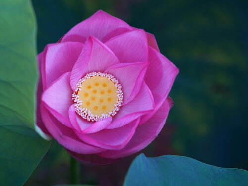Картинка про красивый цветок, лотос