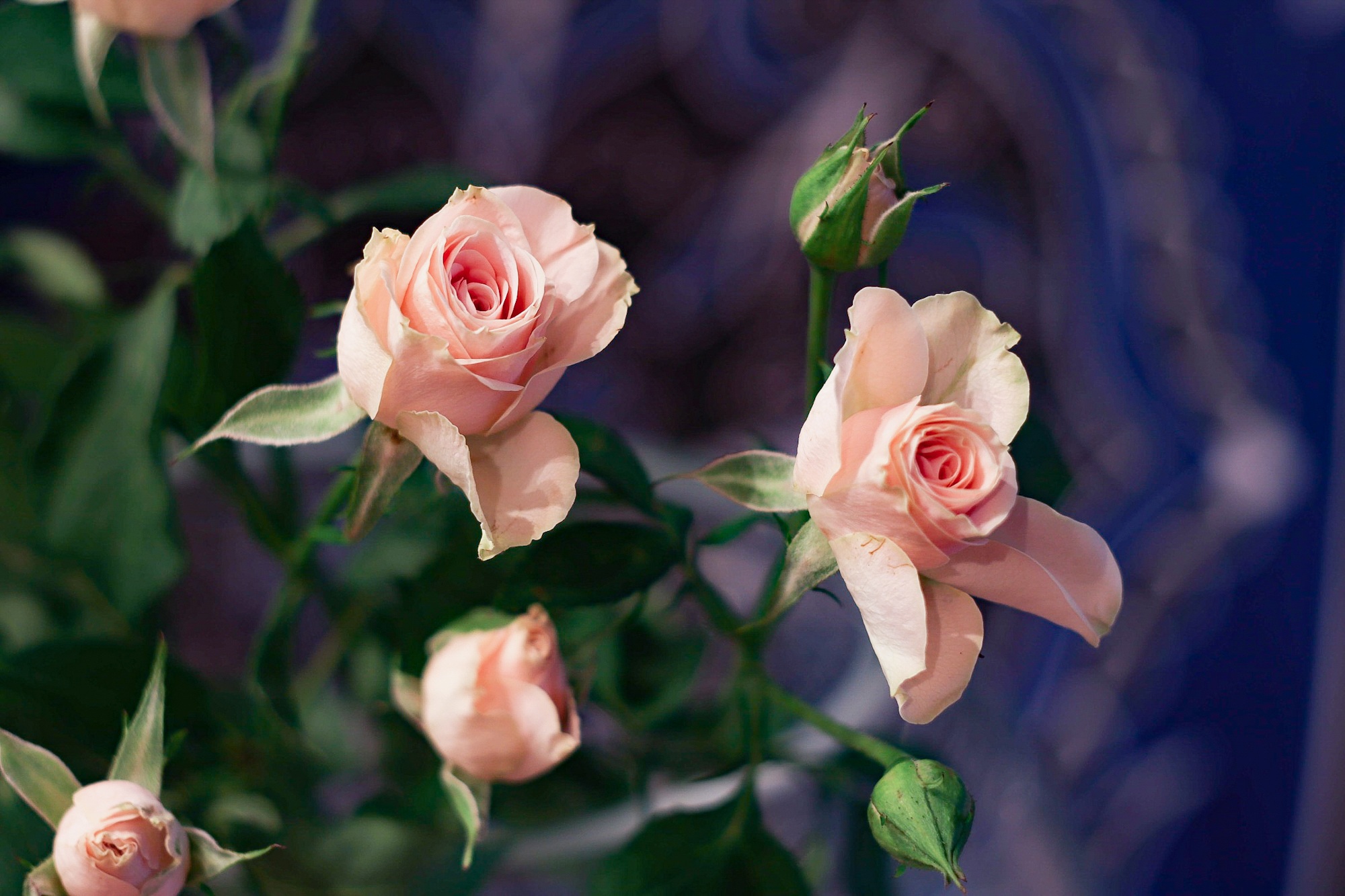 Wallpapers roses flora plant on the desktop