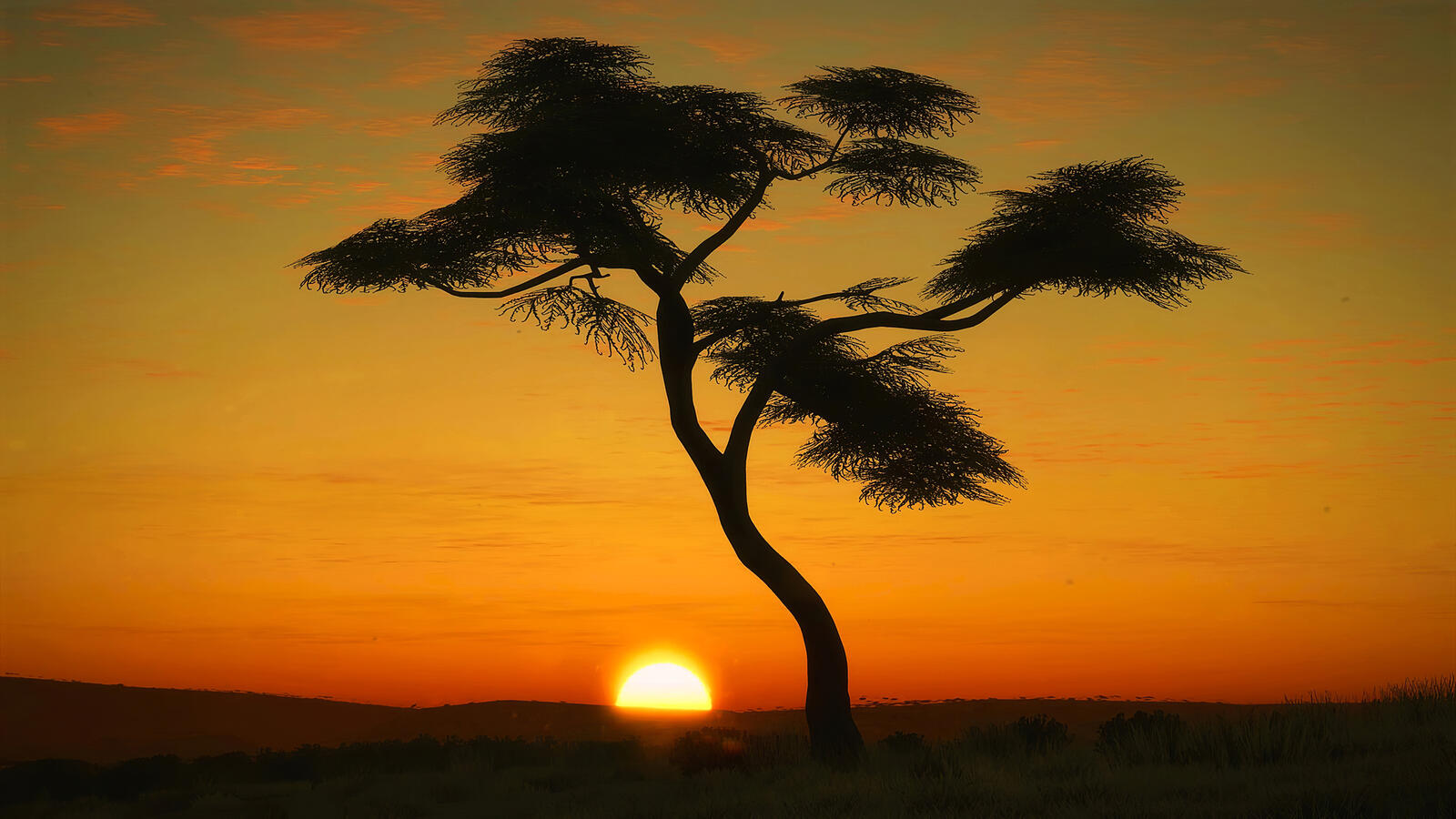Обои Африка дерево восход солнца на рабочий стол