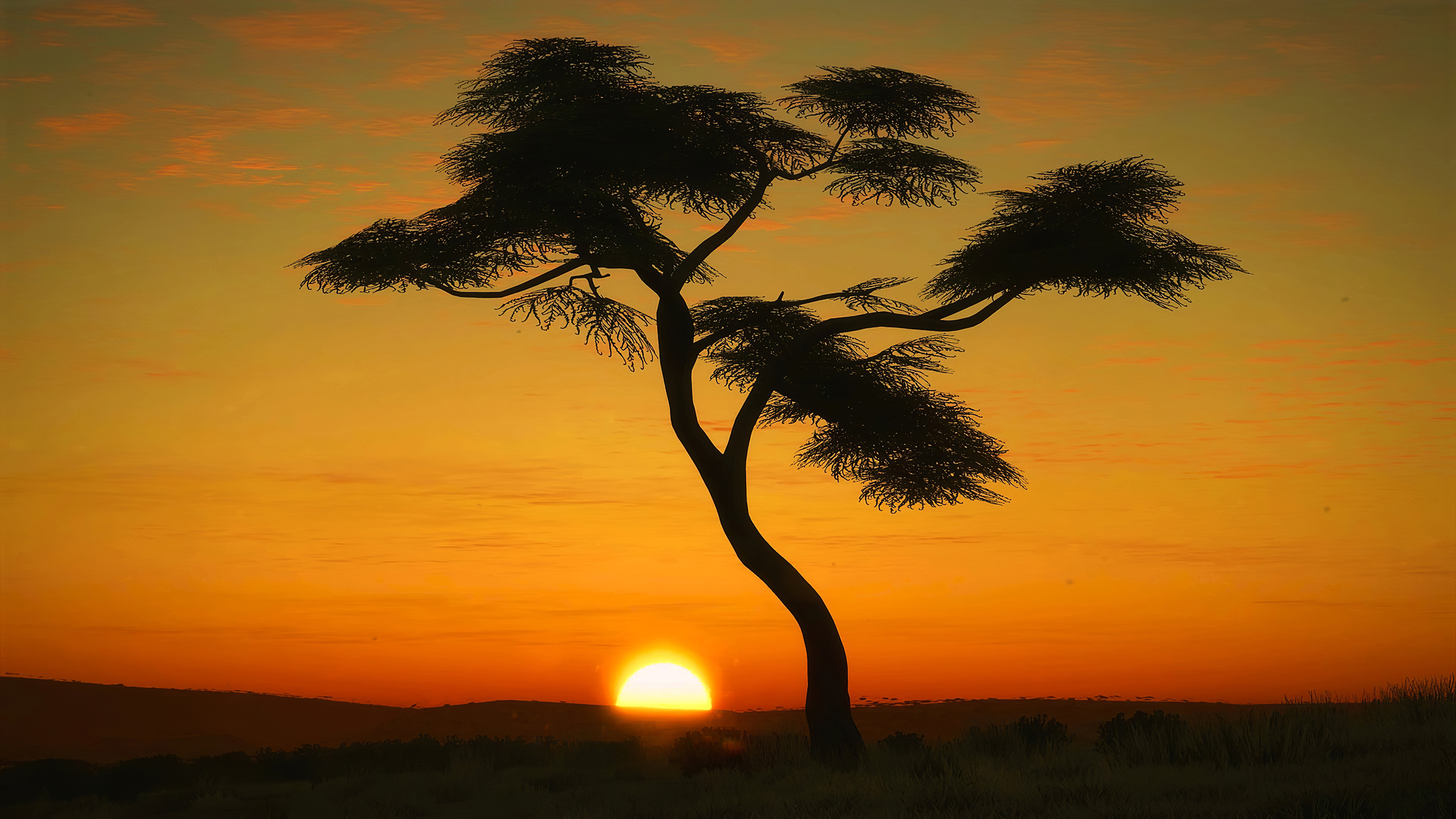 Фото бесплатно Африка, дерево, восход солнца