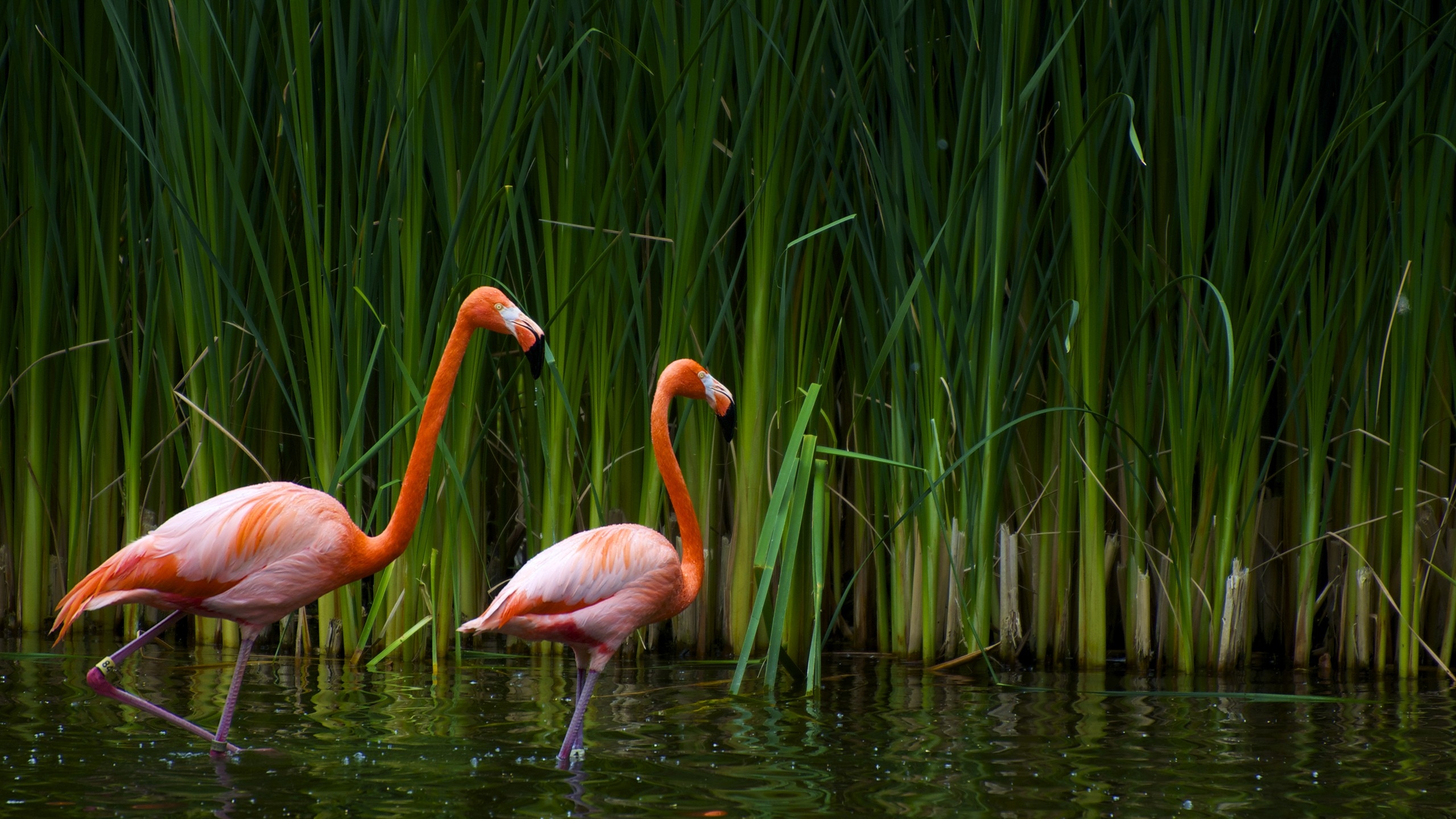 Фото бесплатно обои фламинго, растения, вода