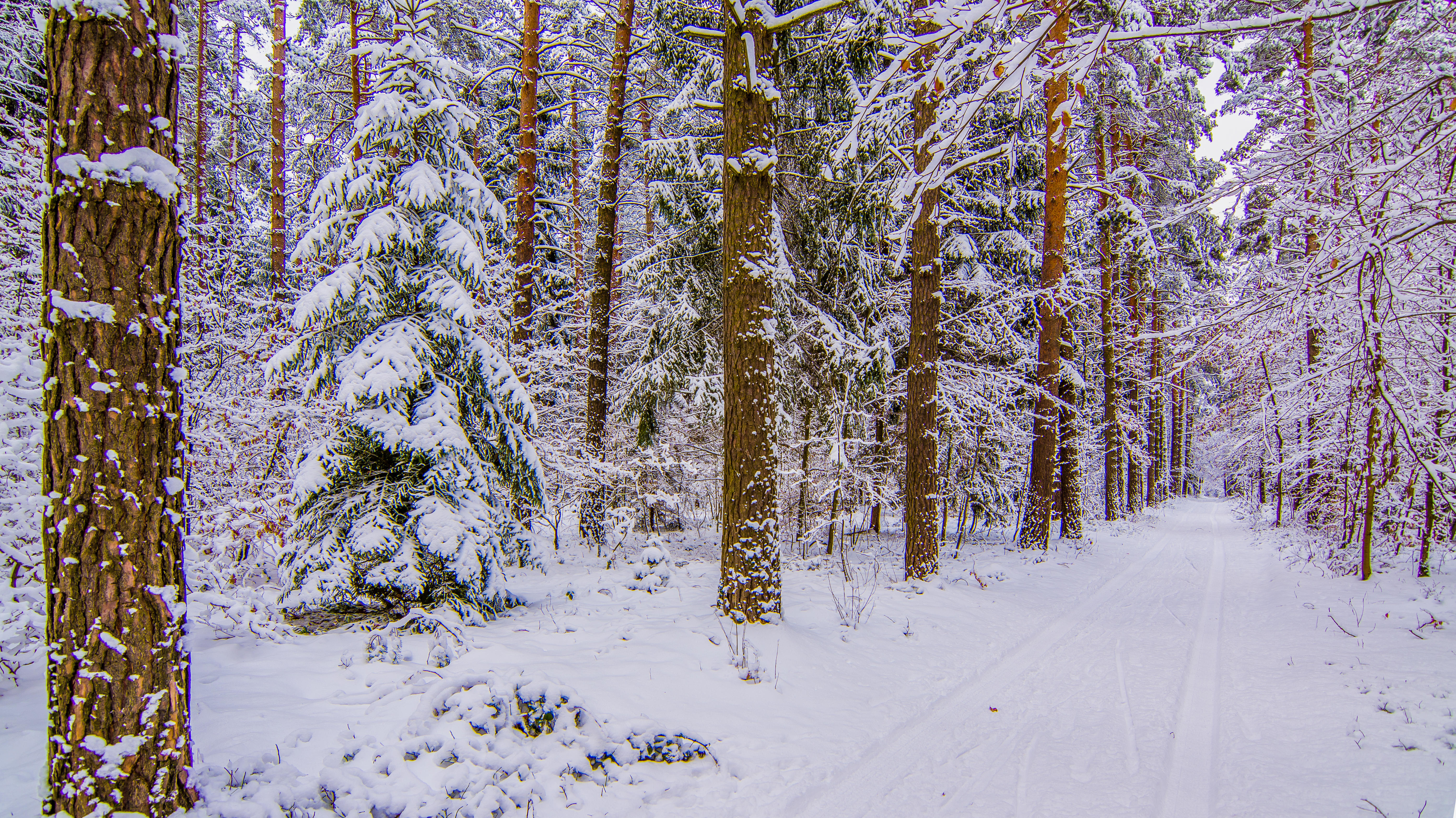 Wallpapers winter landscapes snow in the forest on the desktop
