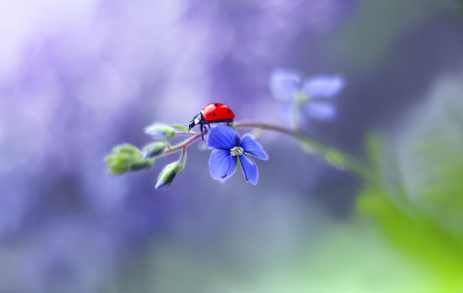 Wallpapers ladybug blue flowers small flowers on the desktop