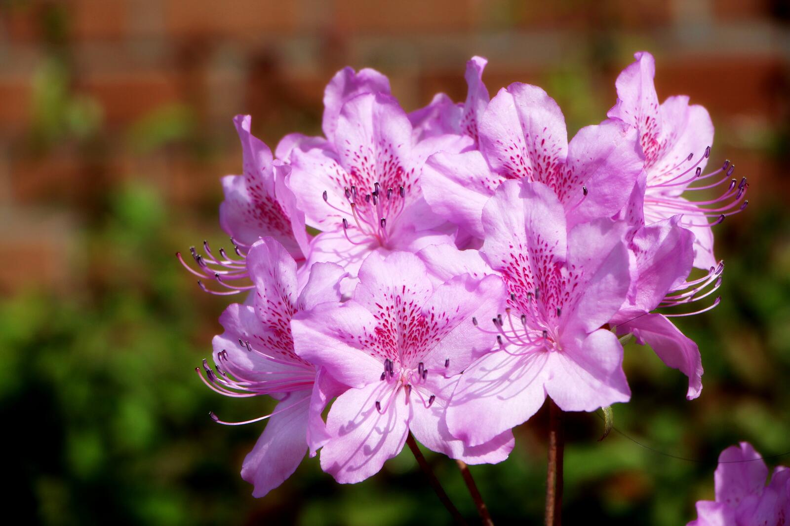 Wallpapers flowers pink color rhododendron on the desktop