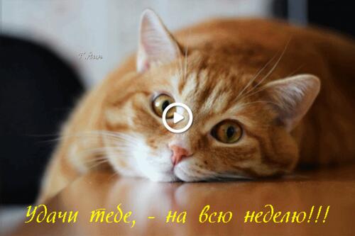 monday red cat cat