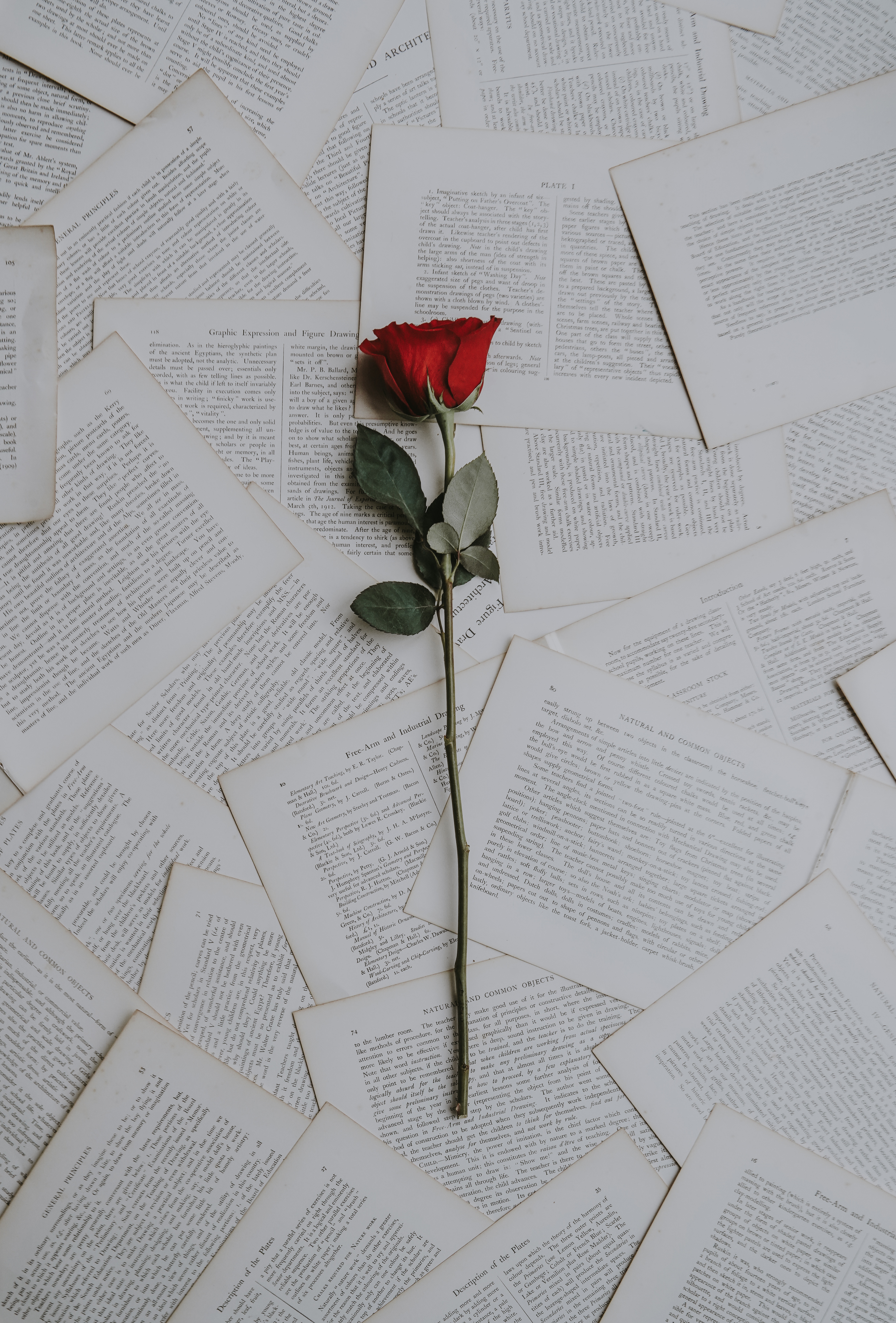 桌面上的壁纸玫瑰 书籍 文本