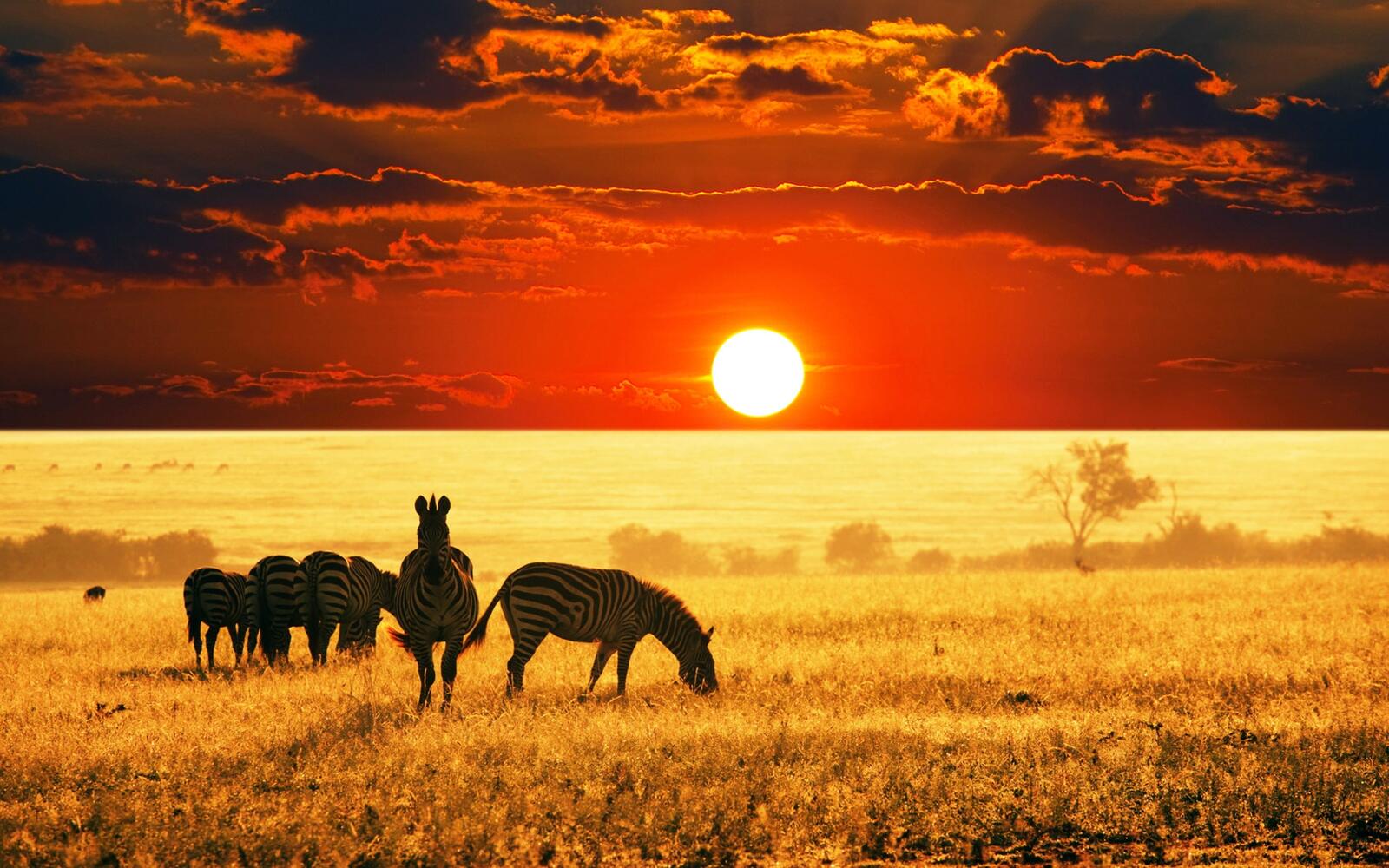 桌面上的壁纸斑马 野生动物 非洲大草原