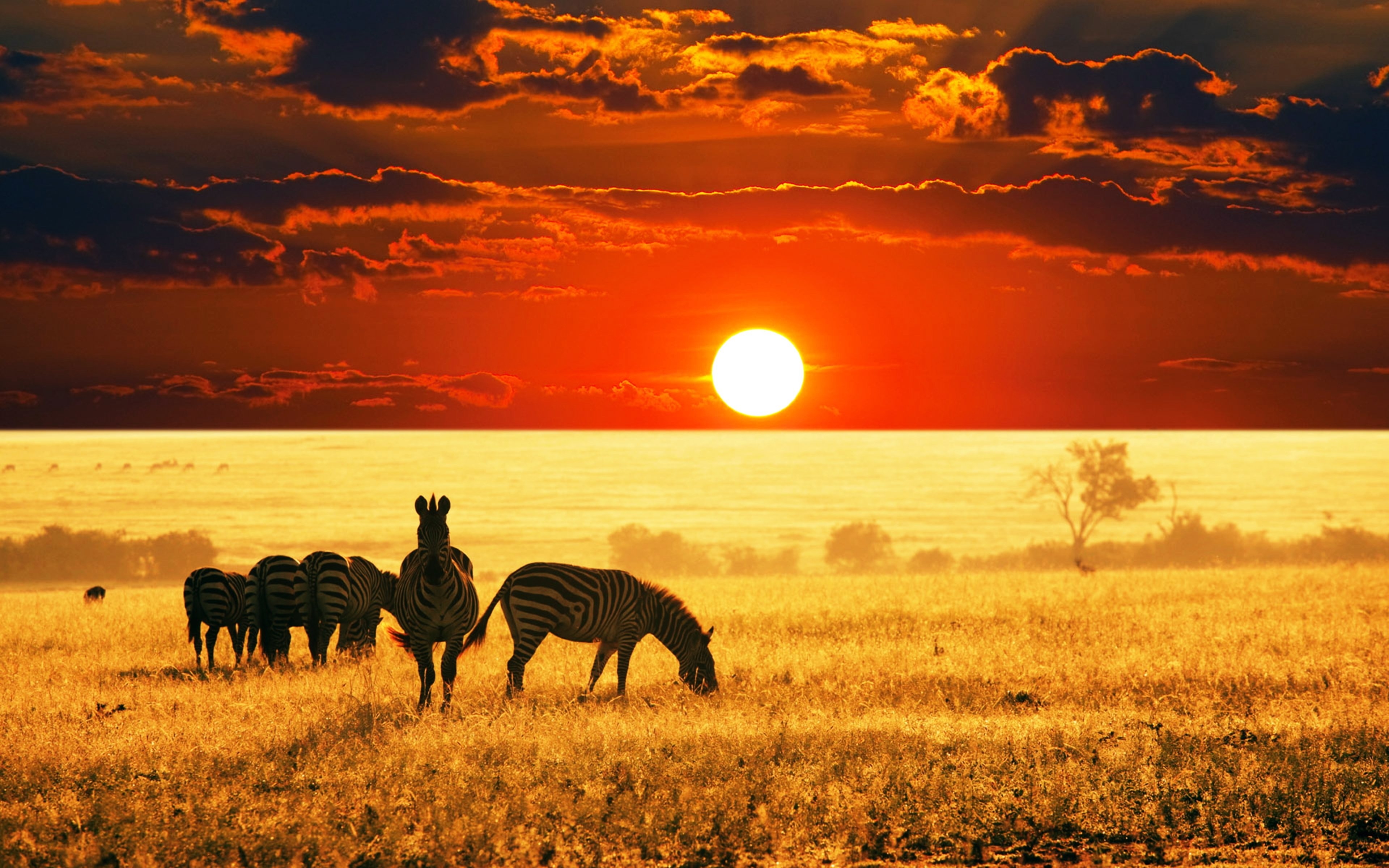 Фото бесплатно зебры, природа дикая, африканская саванна