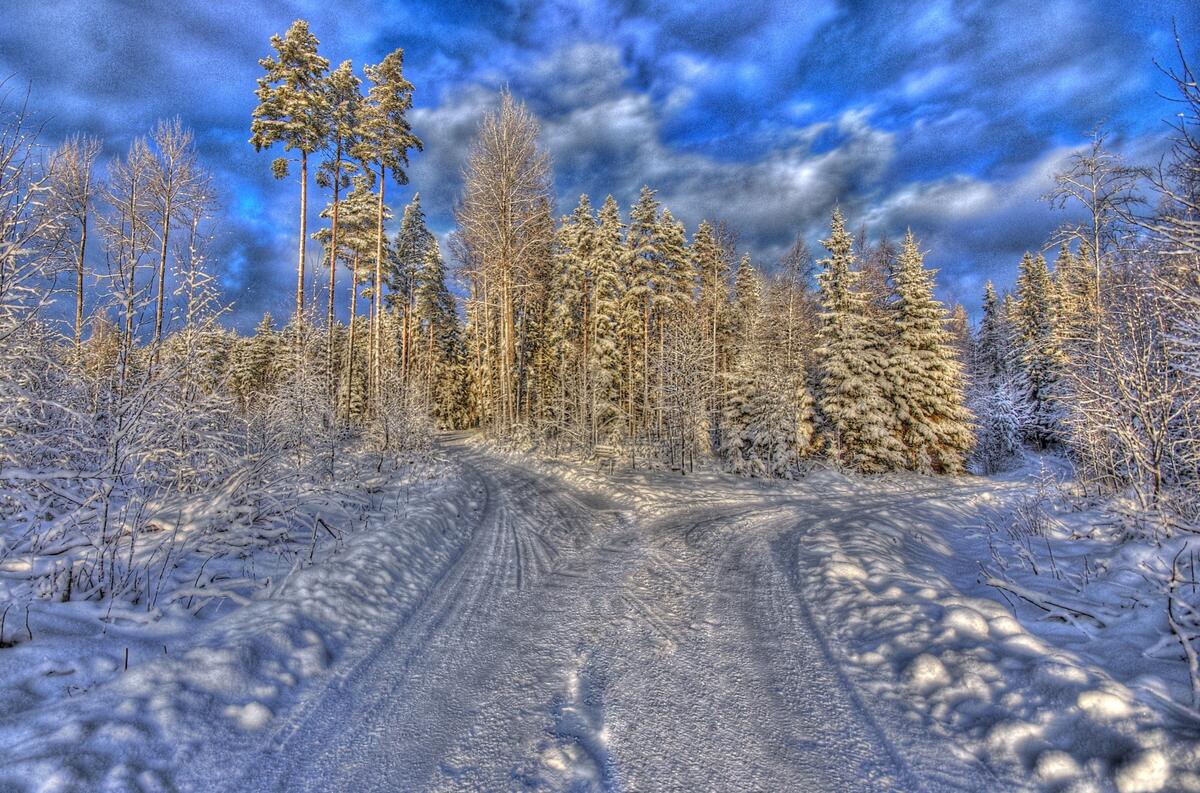 На лесной зимней дороге Развилка