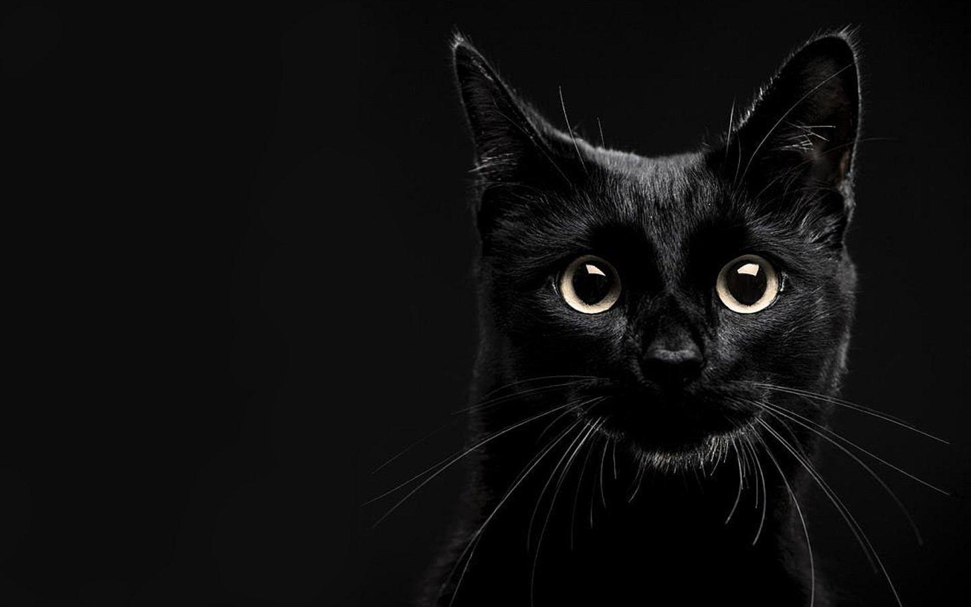 Обои черная кошка черный кот глаза на рабочий стол