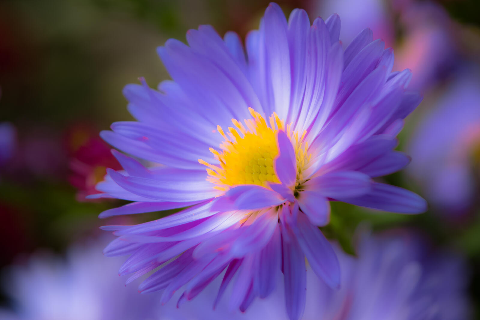 Free photo Photo pictures of flowers, a flower