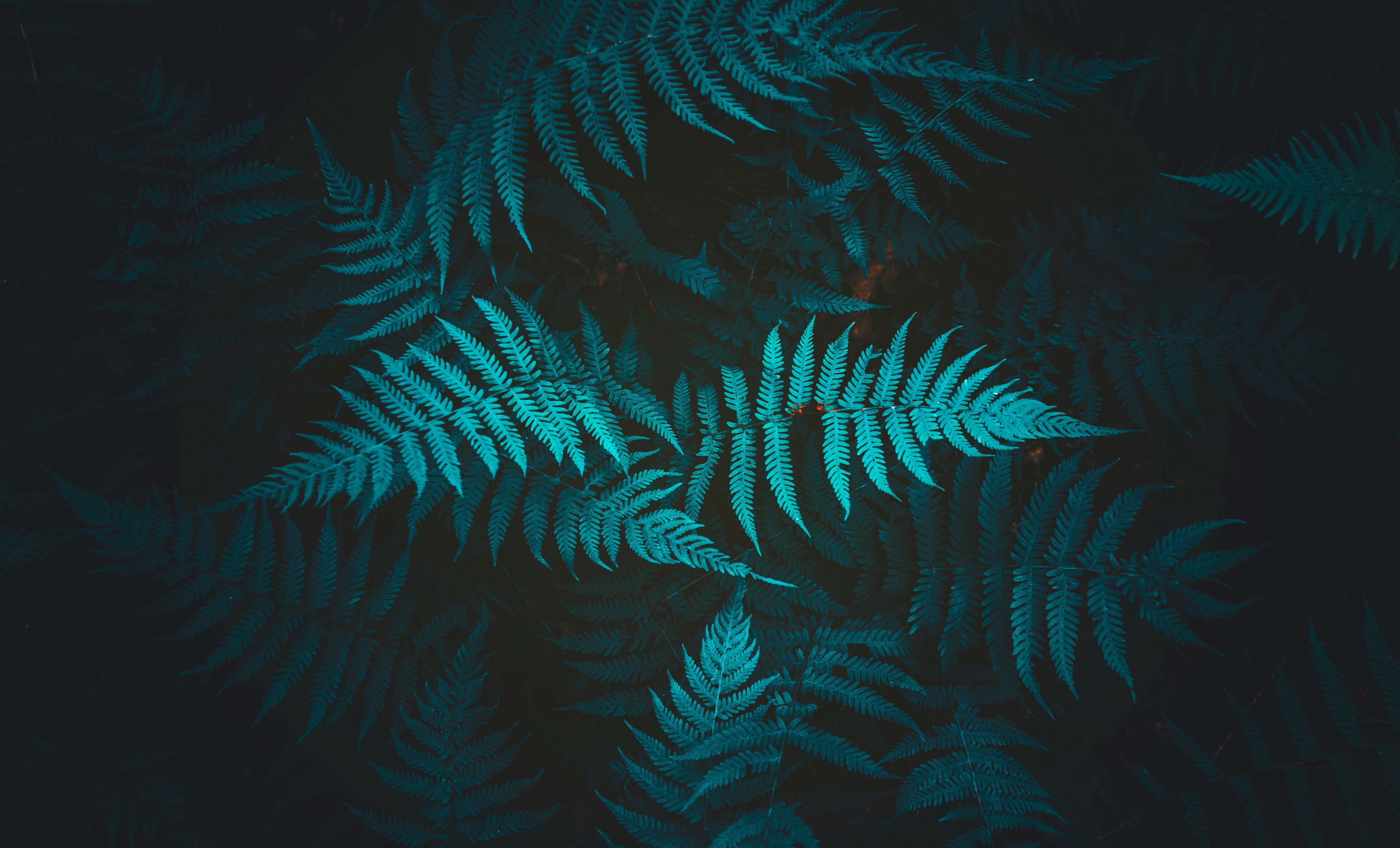 Wallpapers fern plant leaves on the desktop
