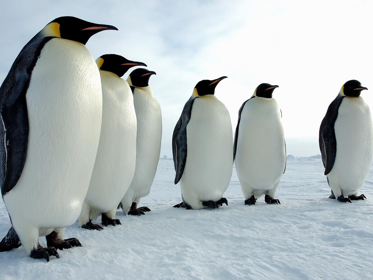A group of king penguins