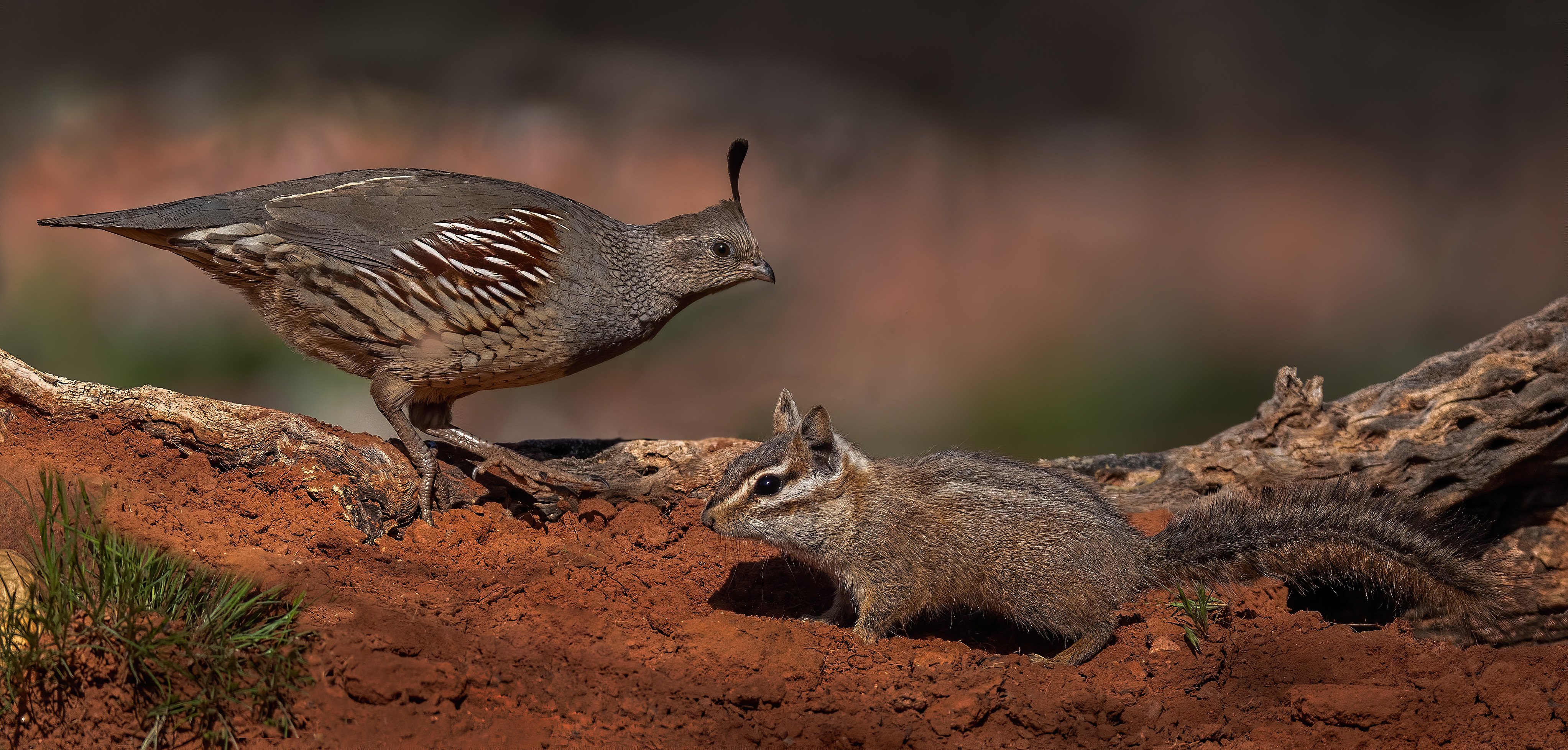 Wallpapers Quail and squirrel animal bird living world on the desktop