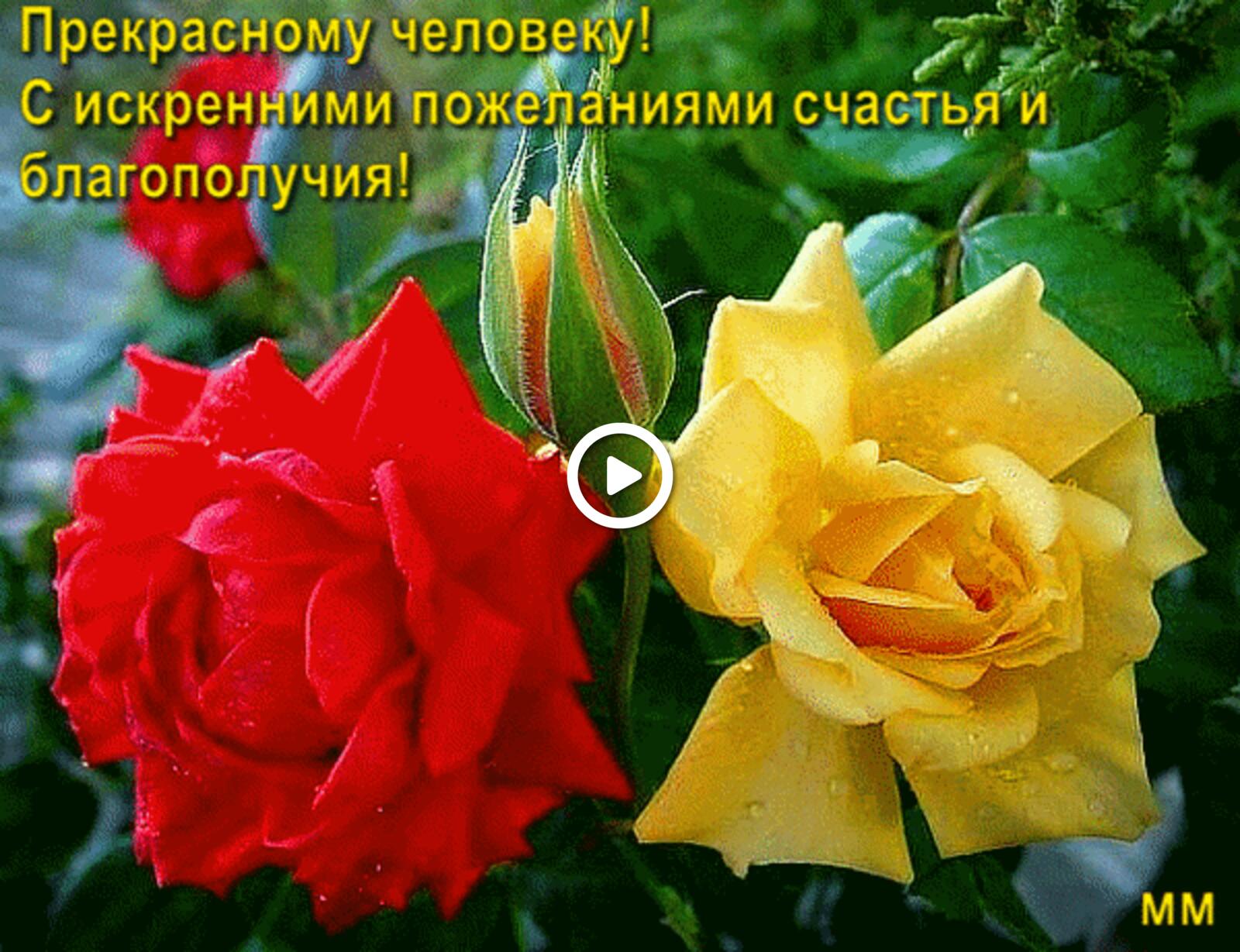 Открытка на тему пожелание женщине розы бесплатно