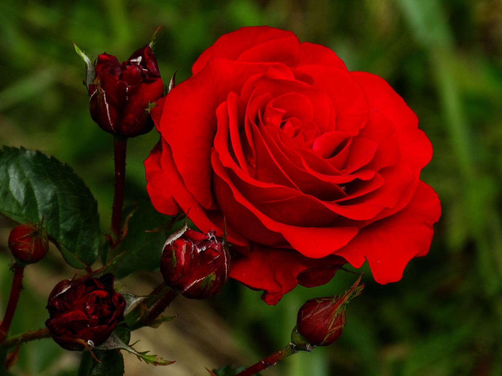Бесплатное фото Одинокая роза