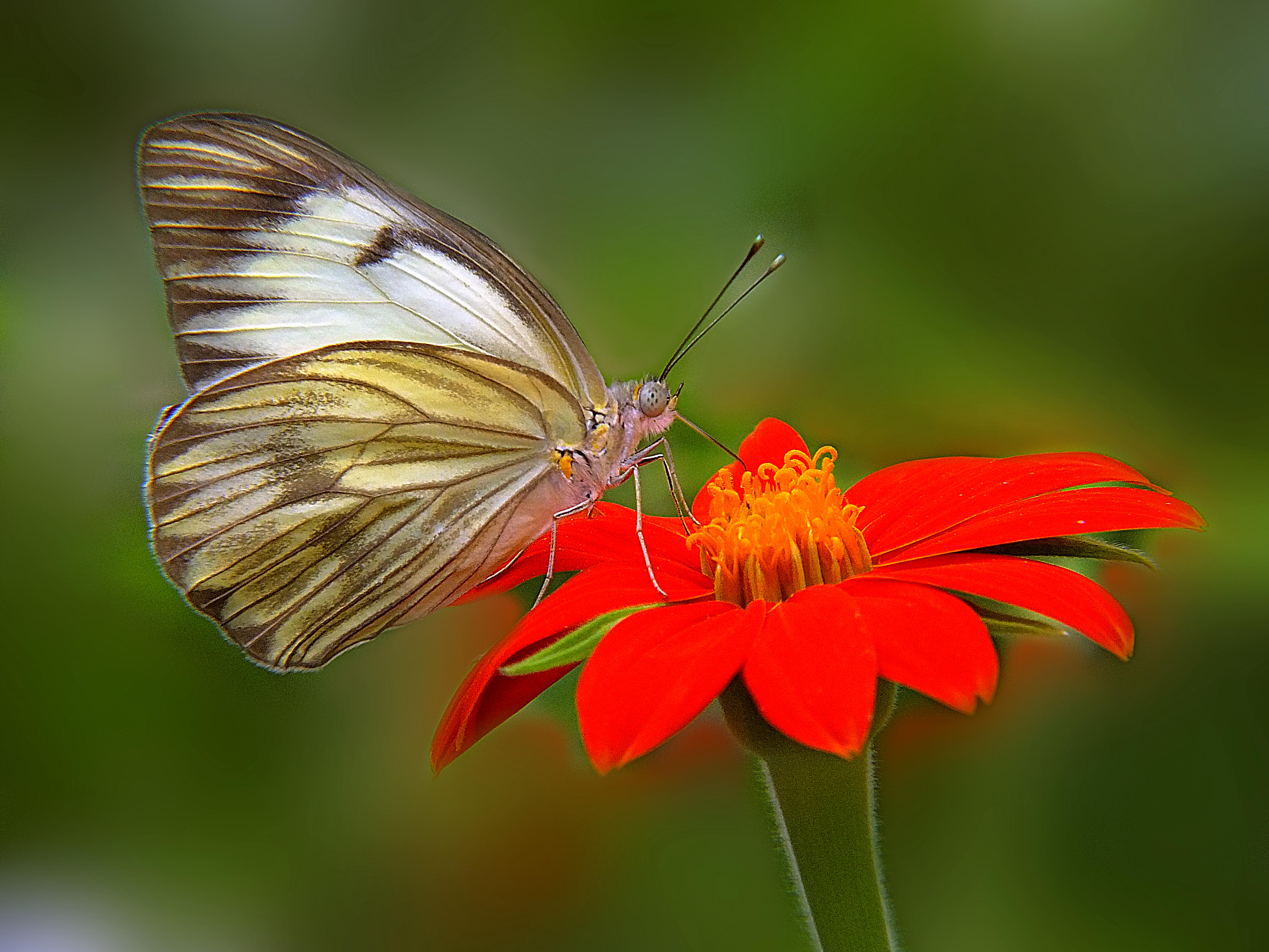 Обои цветок бабочка бабочка на цветке на рабочий стол