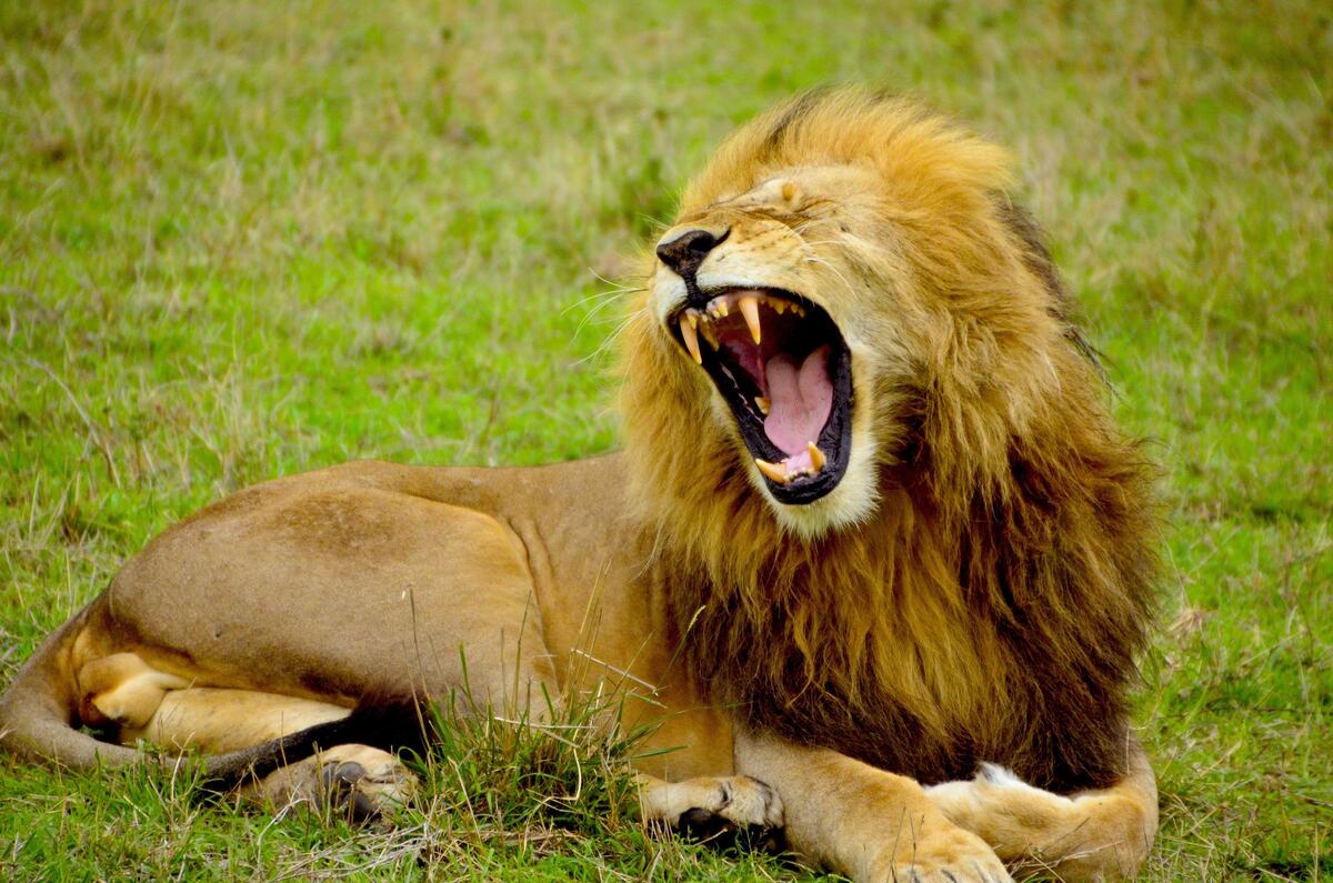 The lion yawns lying on the green grass.
