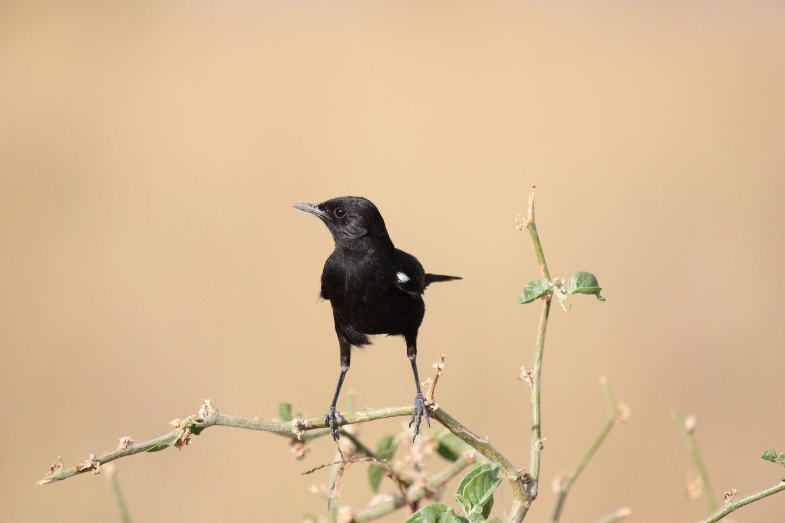 Free photo A blackbird sits on a tree branch