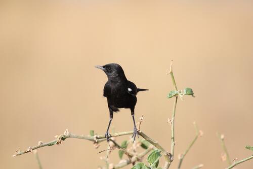 A blackbird sits on a tree branch