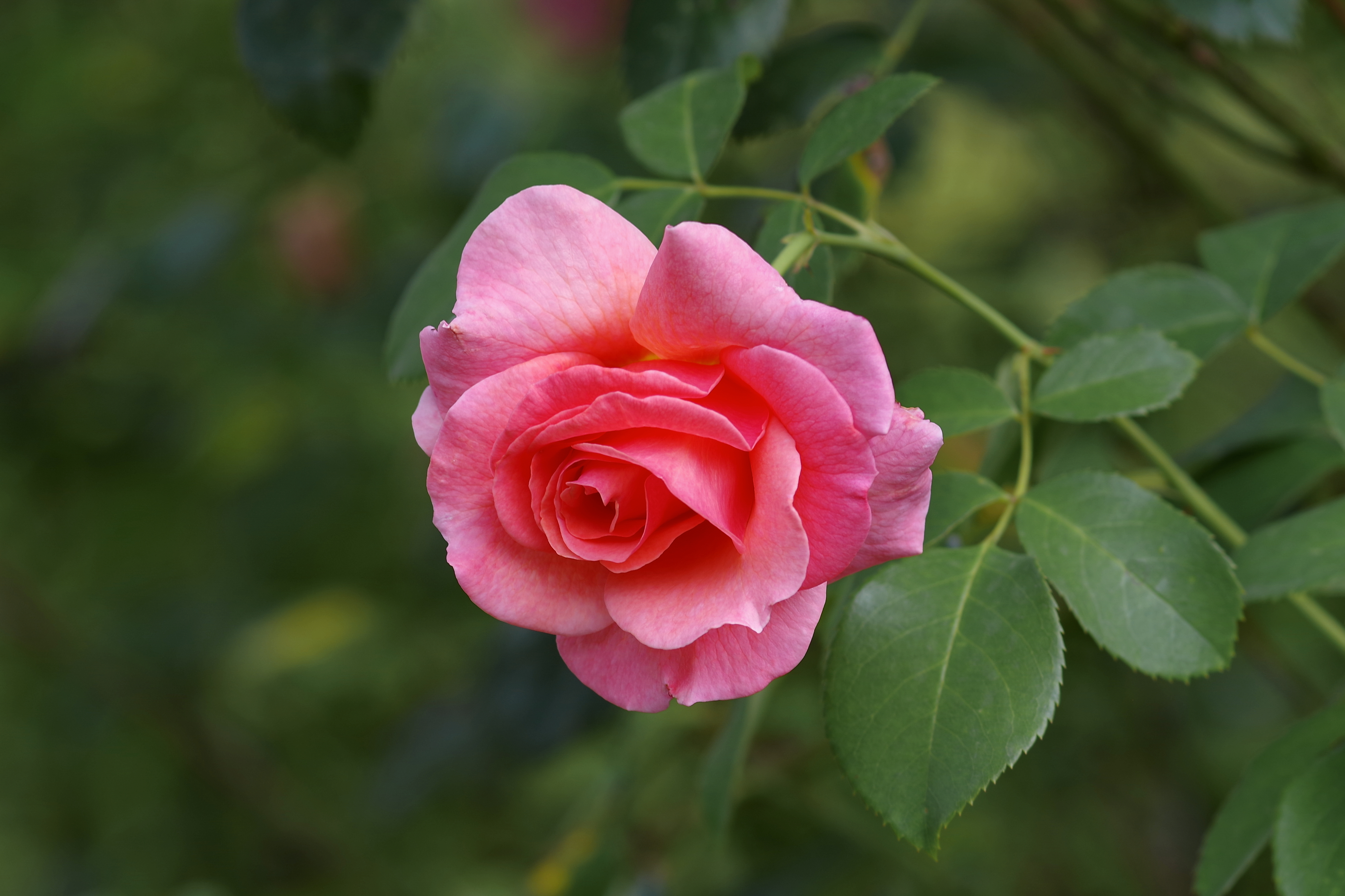 Обои одинокая роза розы розовая роза на рабочий стол