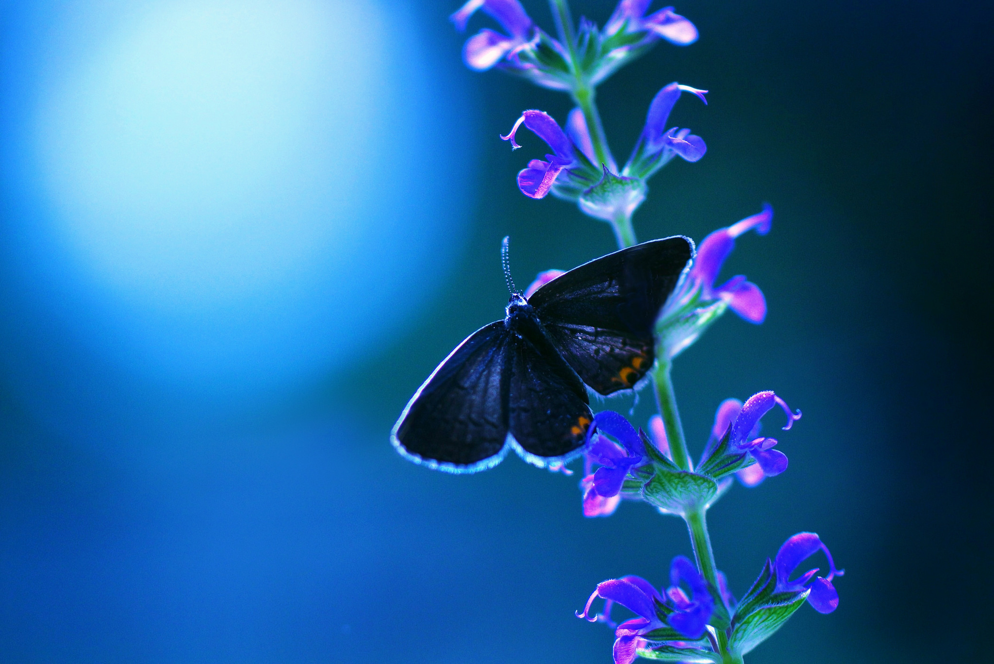 Wallpapers butterfly flowers photos on the desktop
