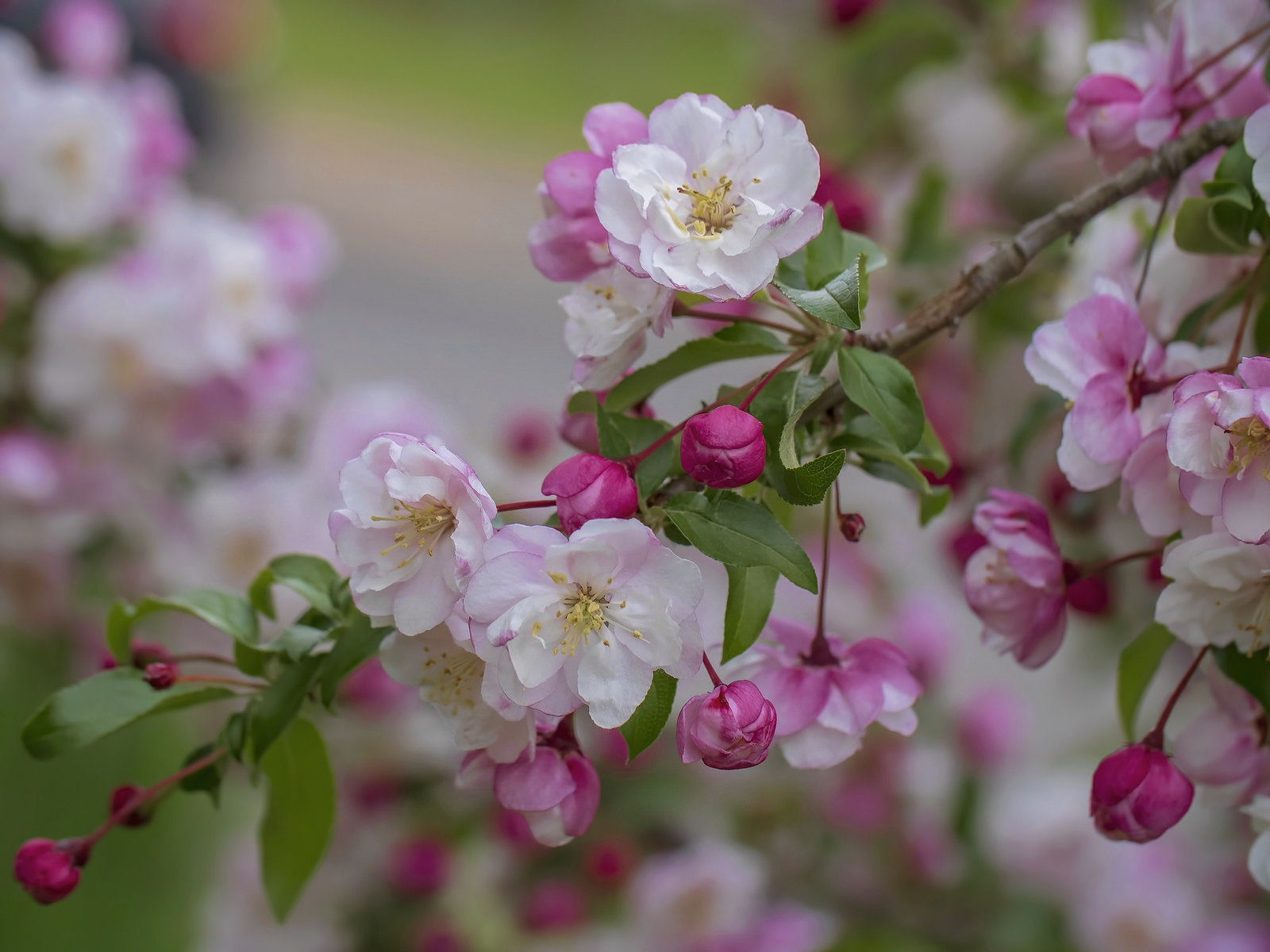 Темы в саду на май. Яблоня Флорина цветение. Яблоневый цвет (Malus domestica). Цветущая ветка яблони. Антоновская яблоня цветет.