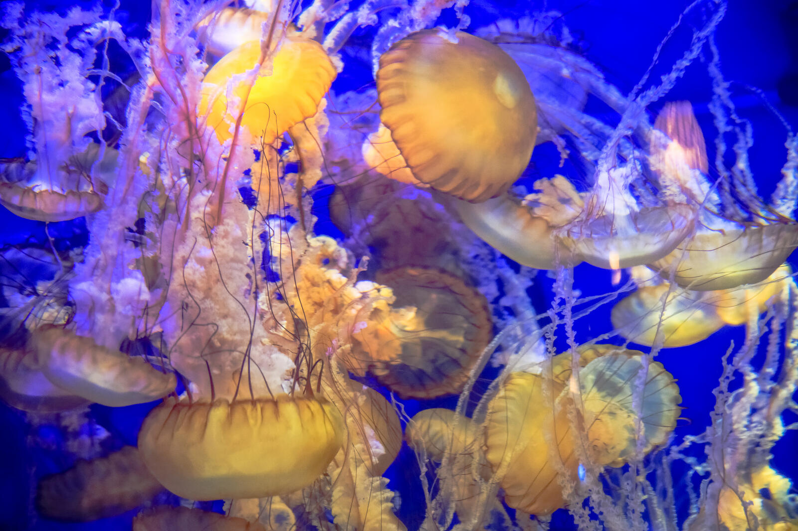 Wallpapers jellyfish water underwater world on the desktop