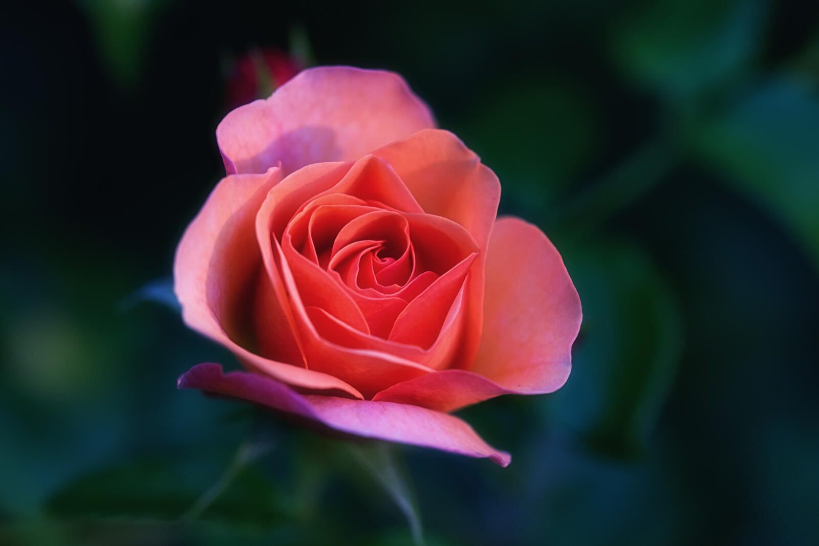 Free photo Tea-hybrid roses