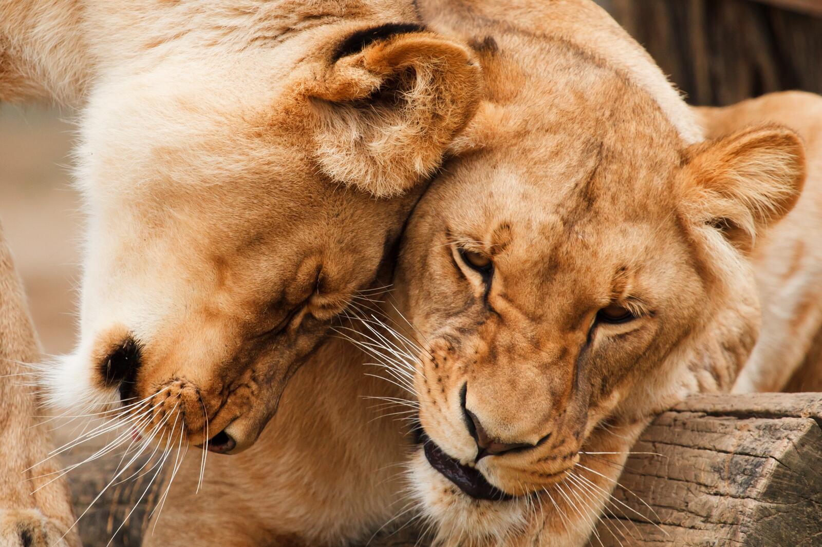 Free photo The lioness apologizes