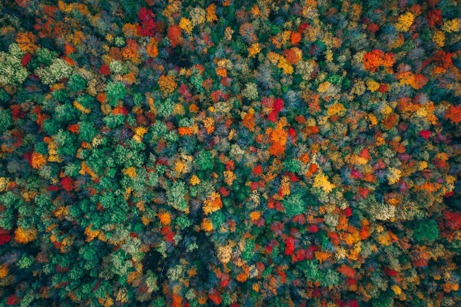 Wallpapers wallpaper colorful trees view from the top aerial view on the desktop