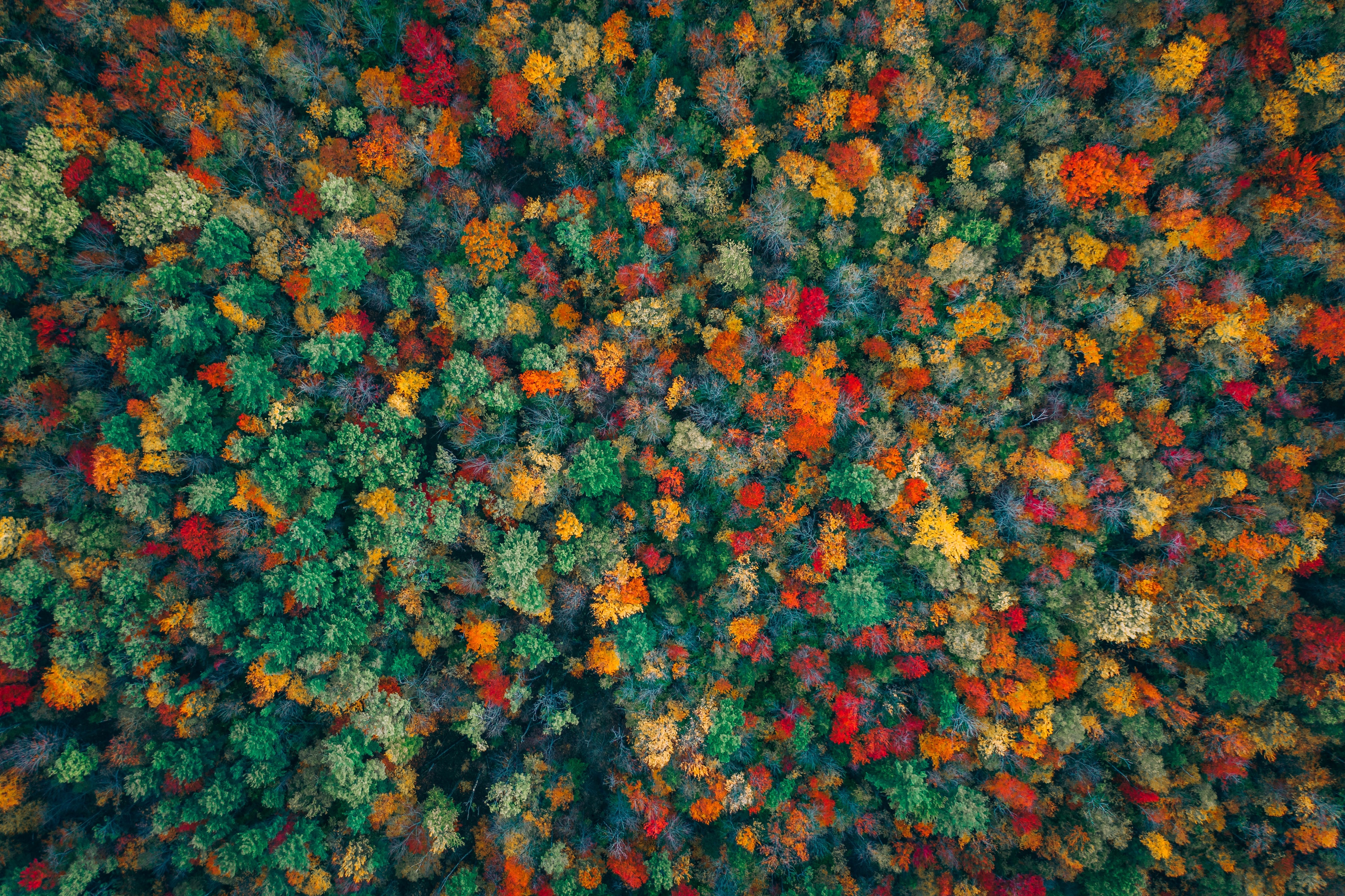 Фото осень падение вид с воздуха - бесплатные картинки на Fonwall