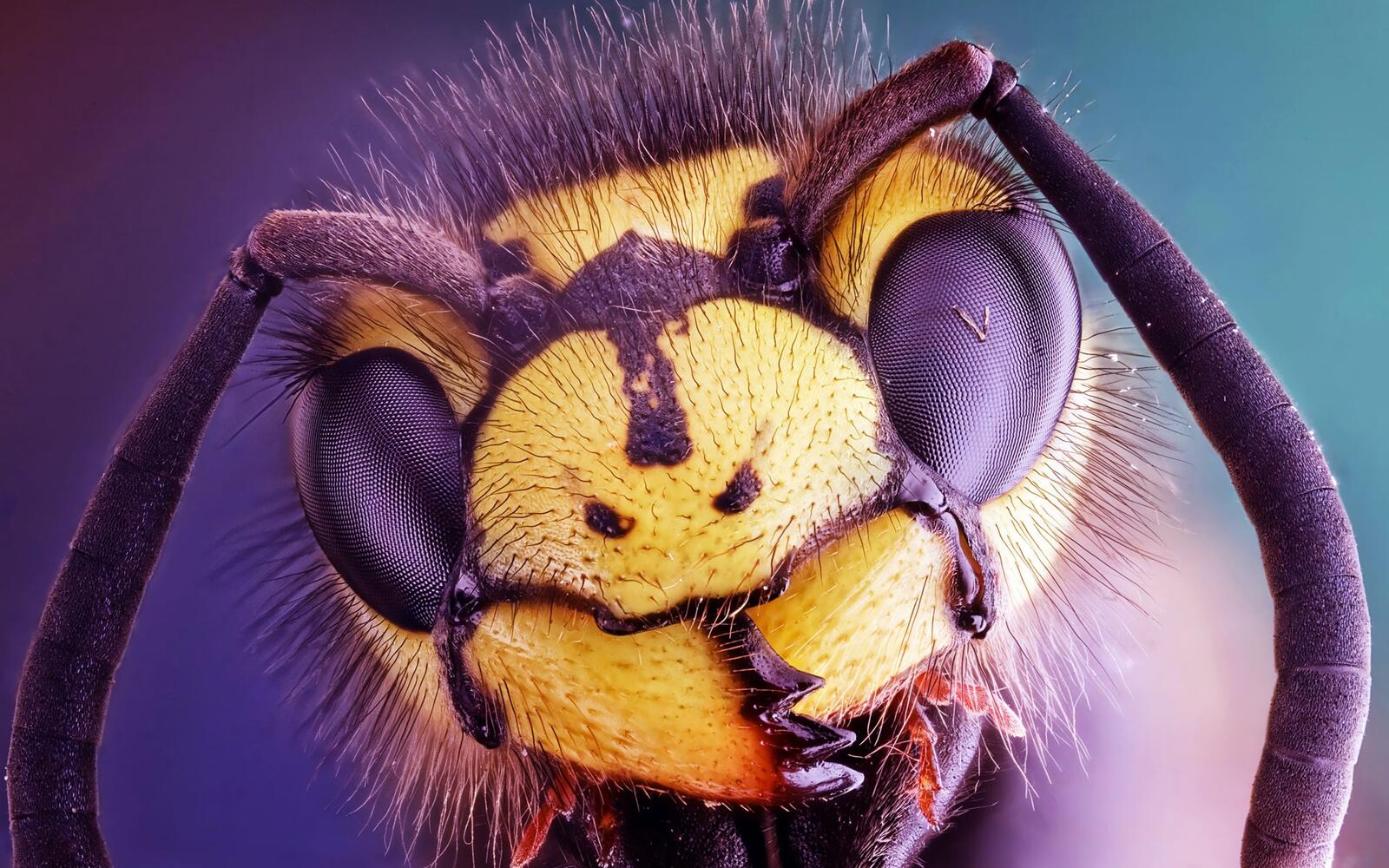 Wallpapers head of a wasp close-up eyes on the desktop