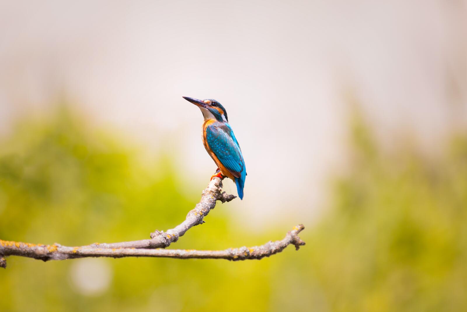 Wallpapers kingfisher branch blurred on the desktop