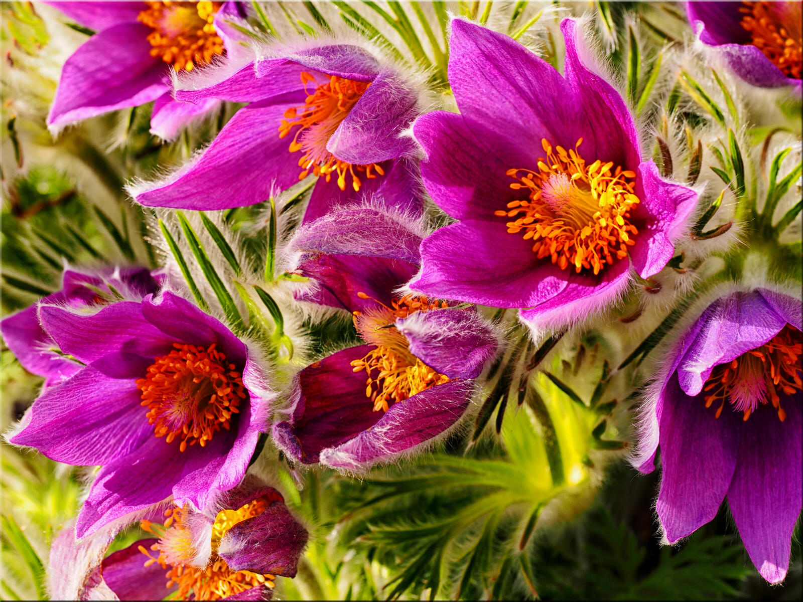 Обои Pulsatilla vulgaris Прострел обыкновенный цветы на рабочий стол