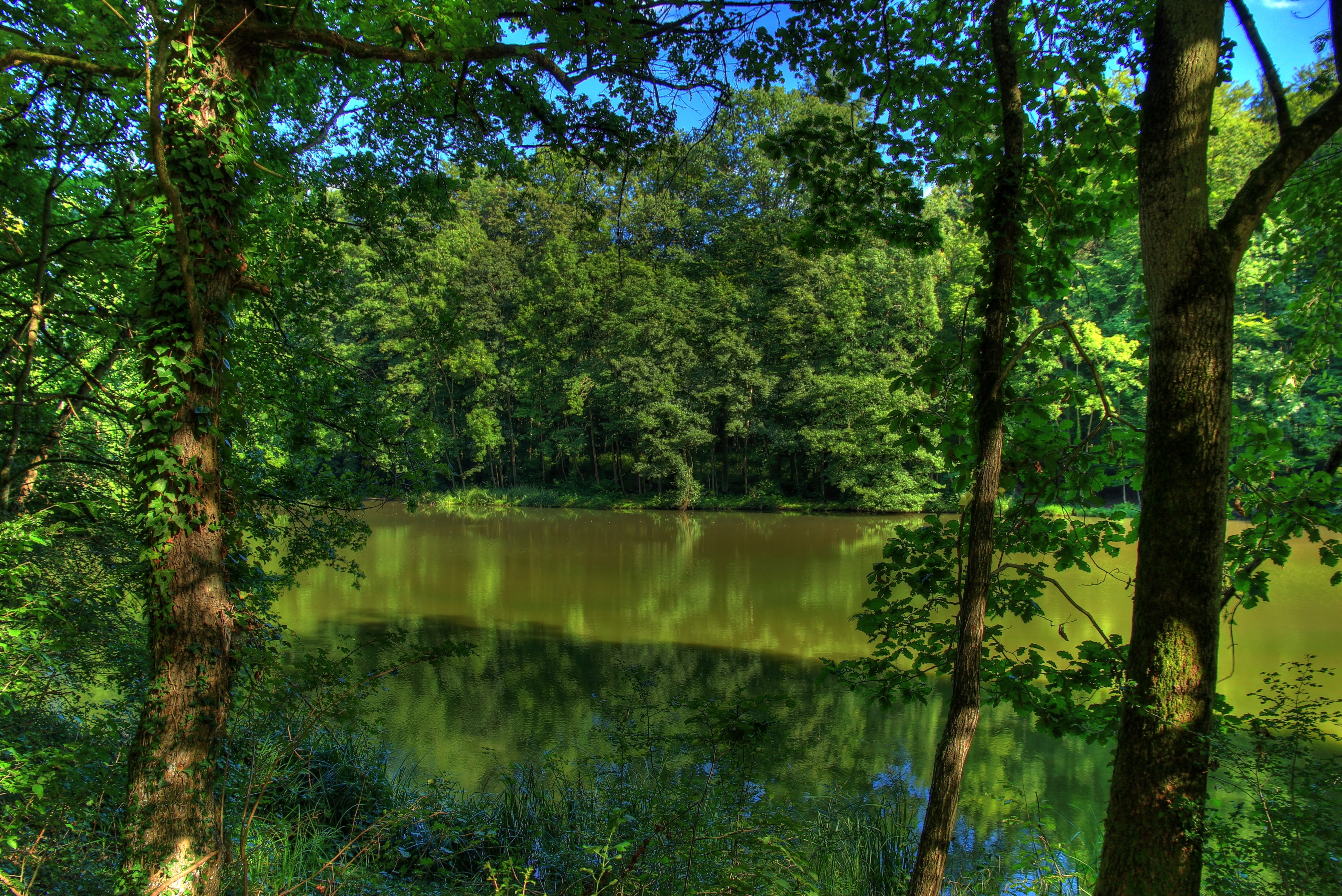 Фото бесплатно болото, ботаника, умеренный широколистный и смешанный лес
