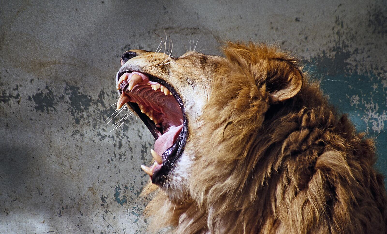 Пасть Льва. Лев рычит. Рык Льва. Злой Лев. Рычащий тигр ревущий