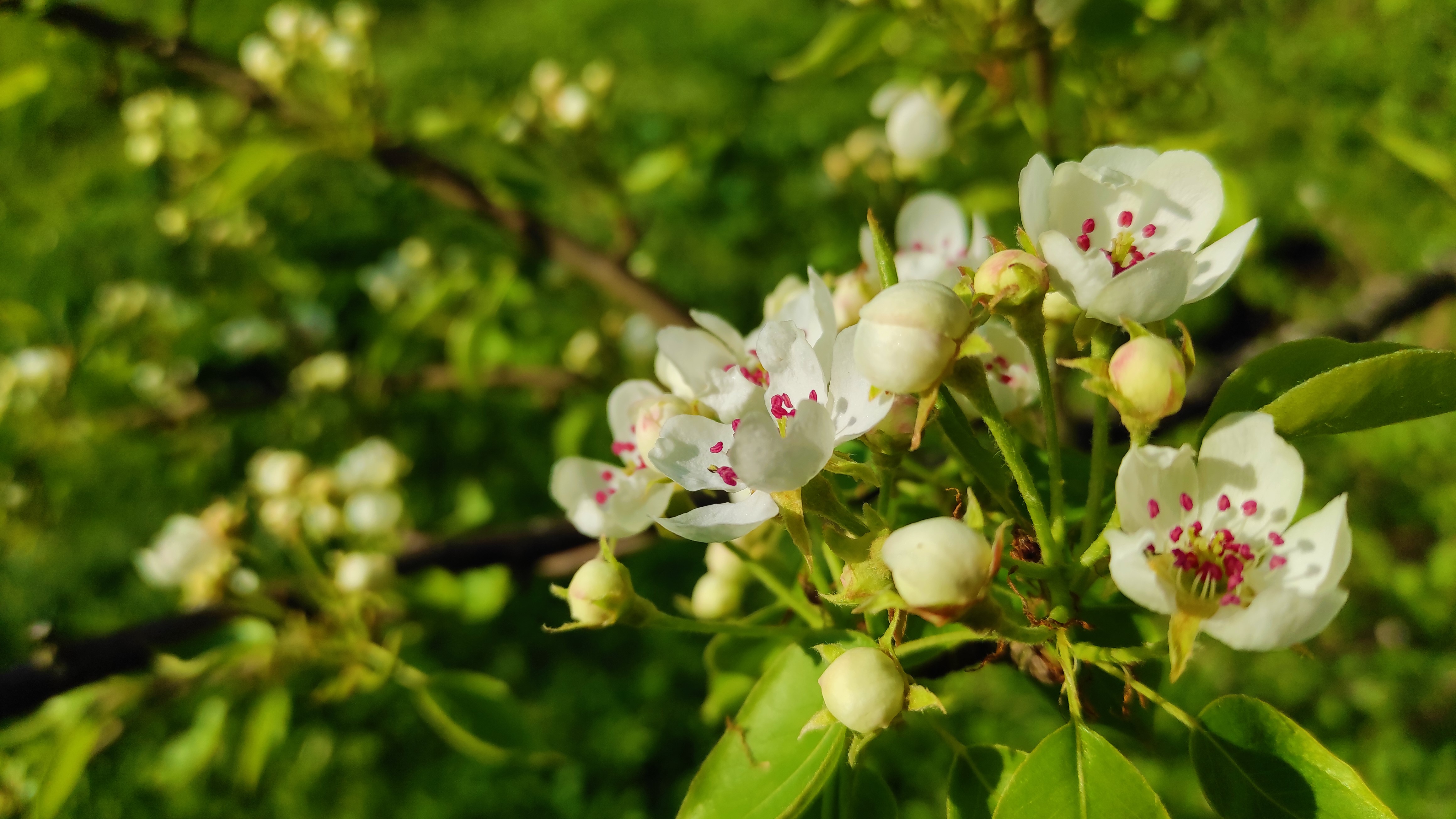 免费照片一棵开花的梨树