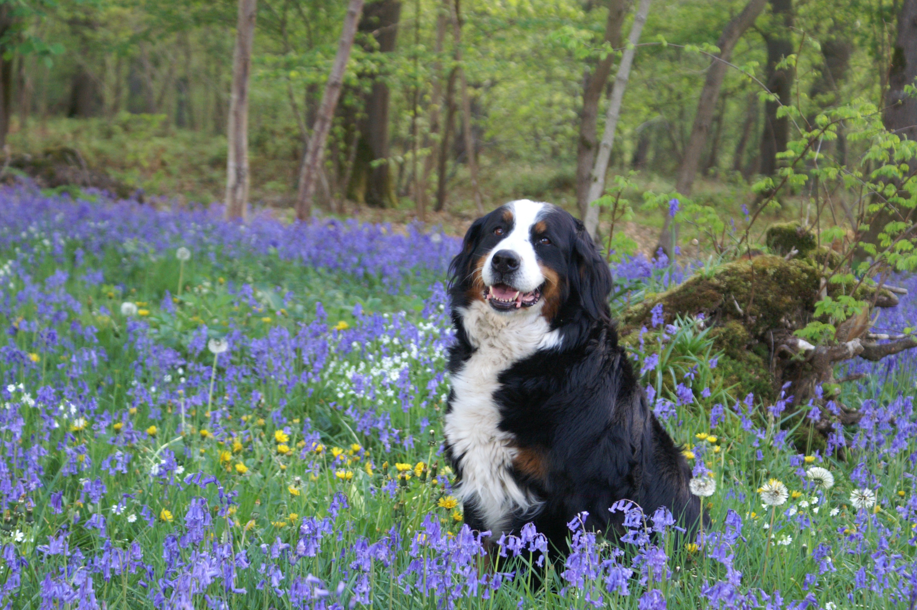 Обои весна бернская горная собака фиолетовый на рабочий стол