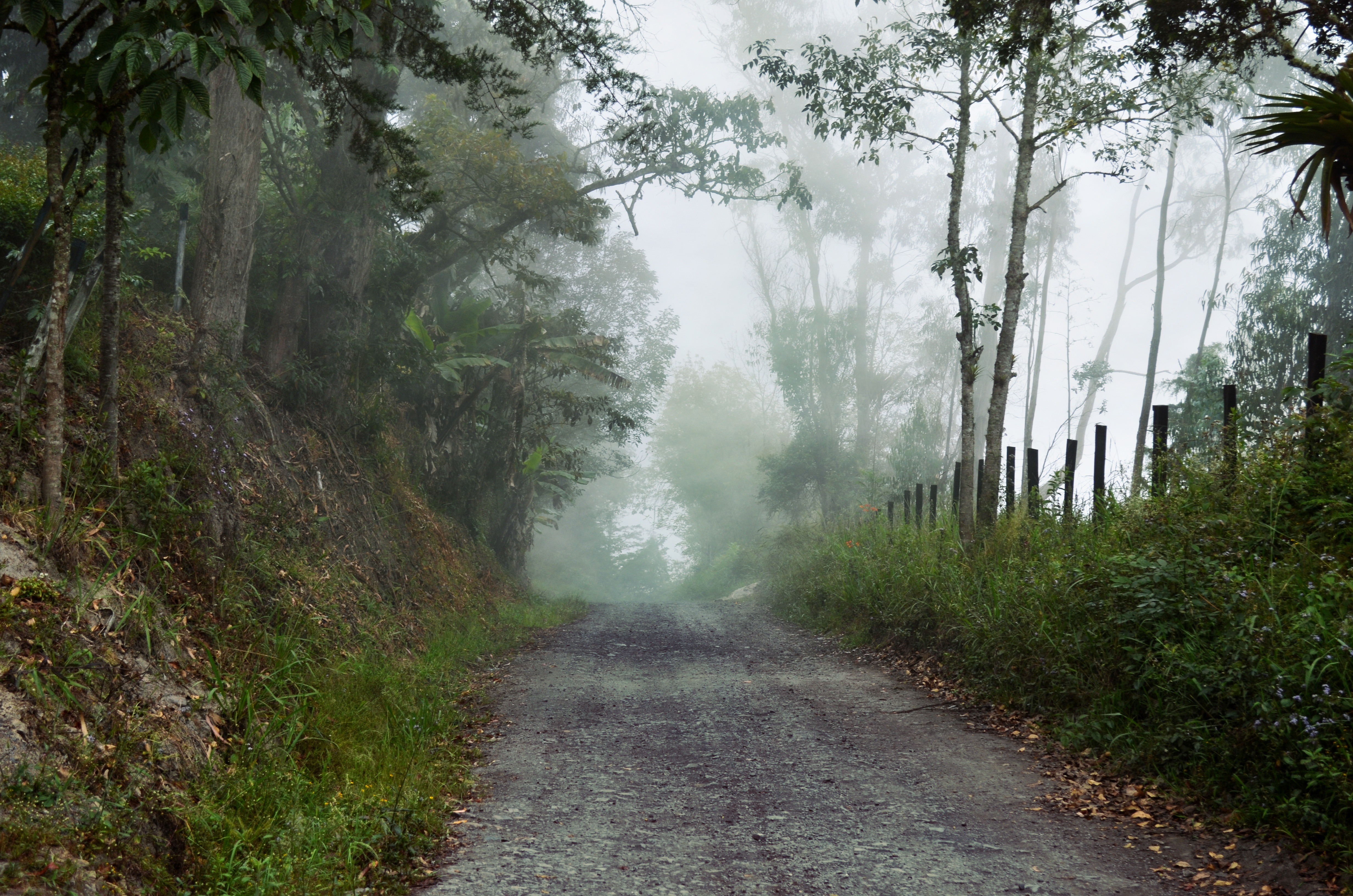 Лесная дорога в тумане